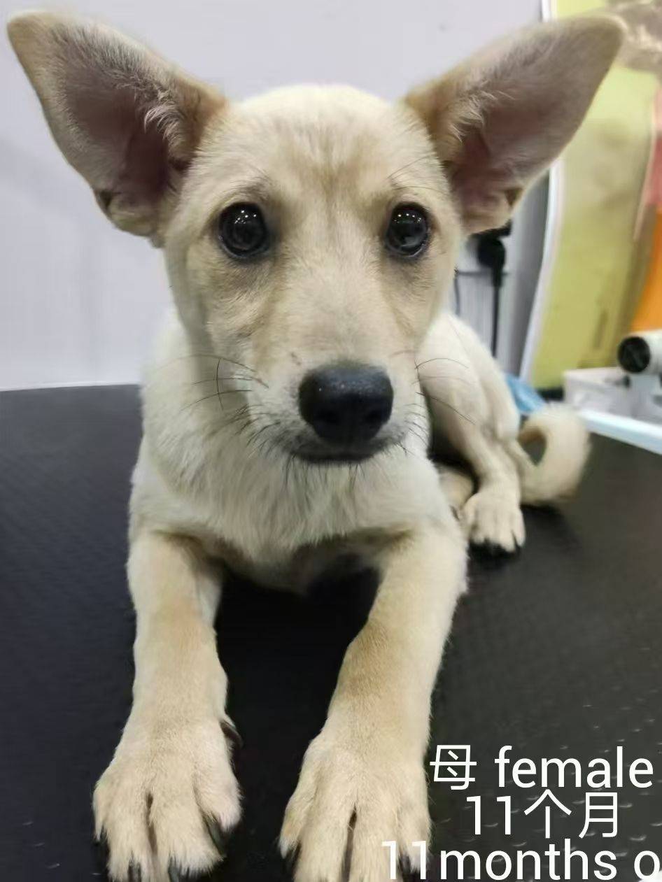 求转发,上海小狗小猫免费领养或找中途家庭