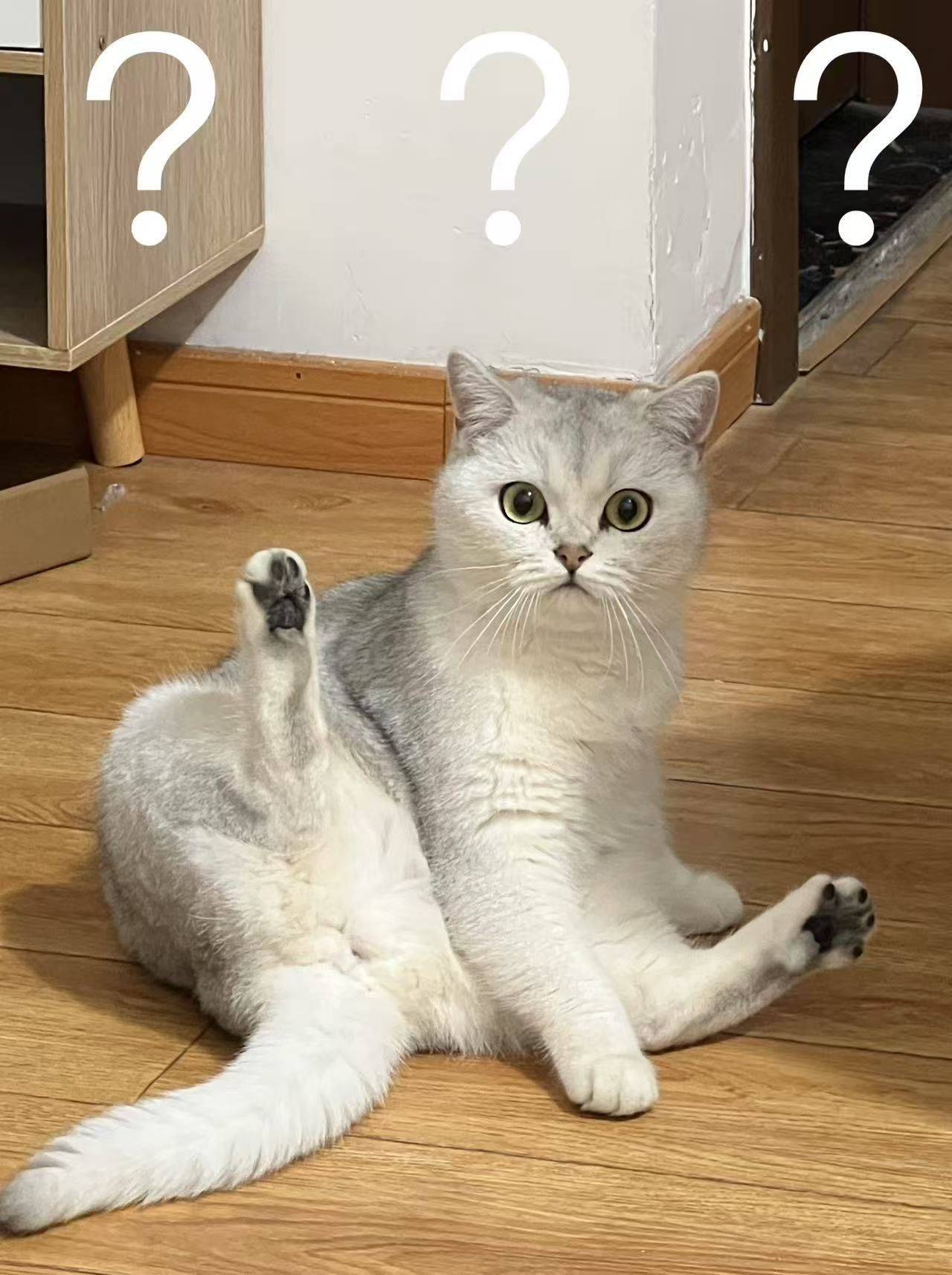 寻找爱猫领养人(免费)