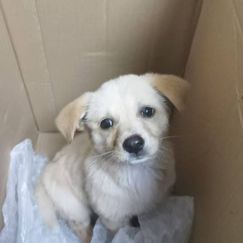 租客捡的小狗,找个爱狗人士无偿认领