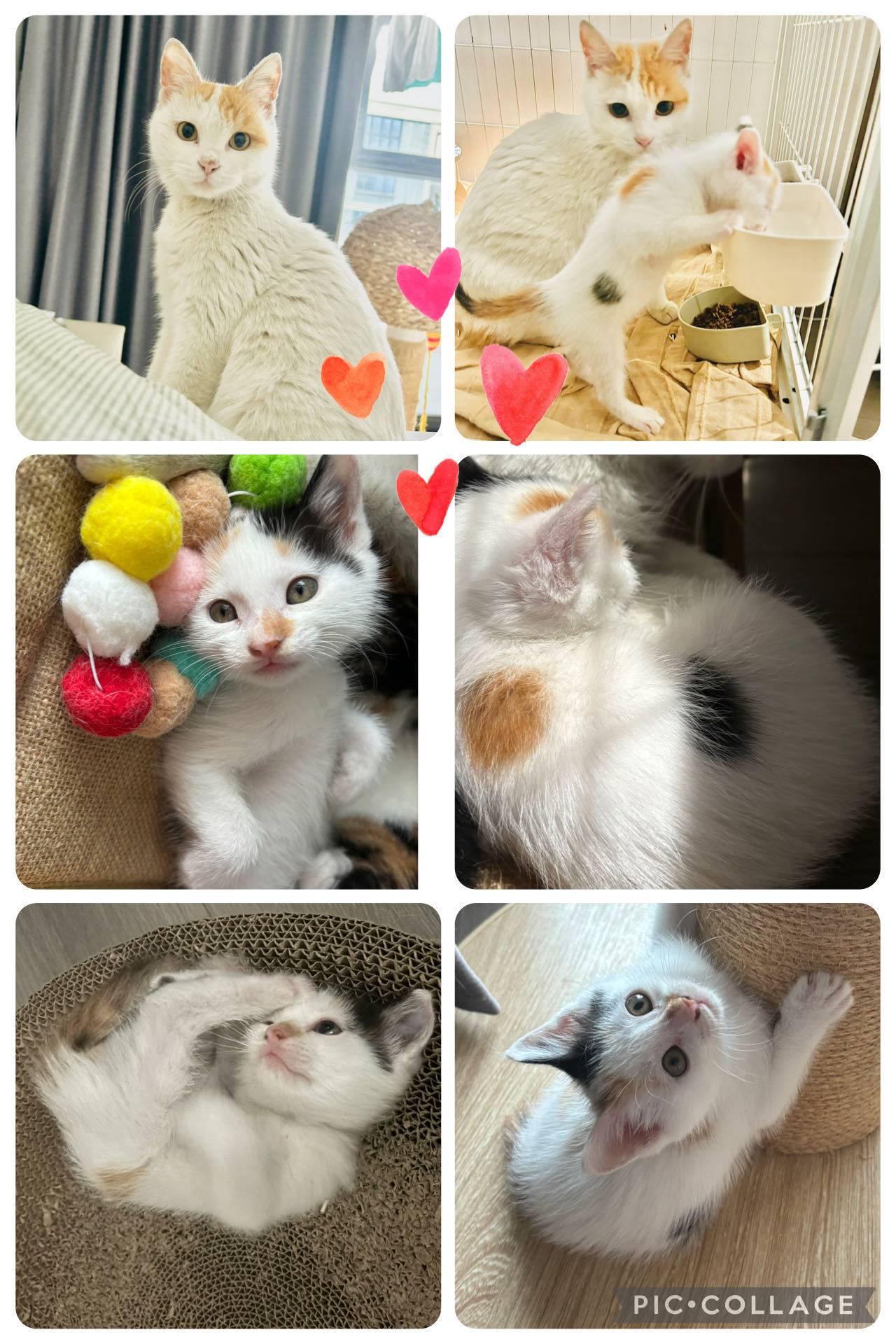 小猫在找爱心家庭领养，妈妈10个月大，小