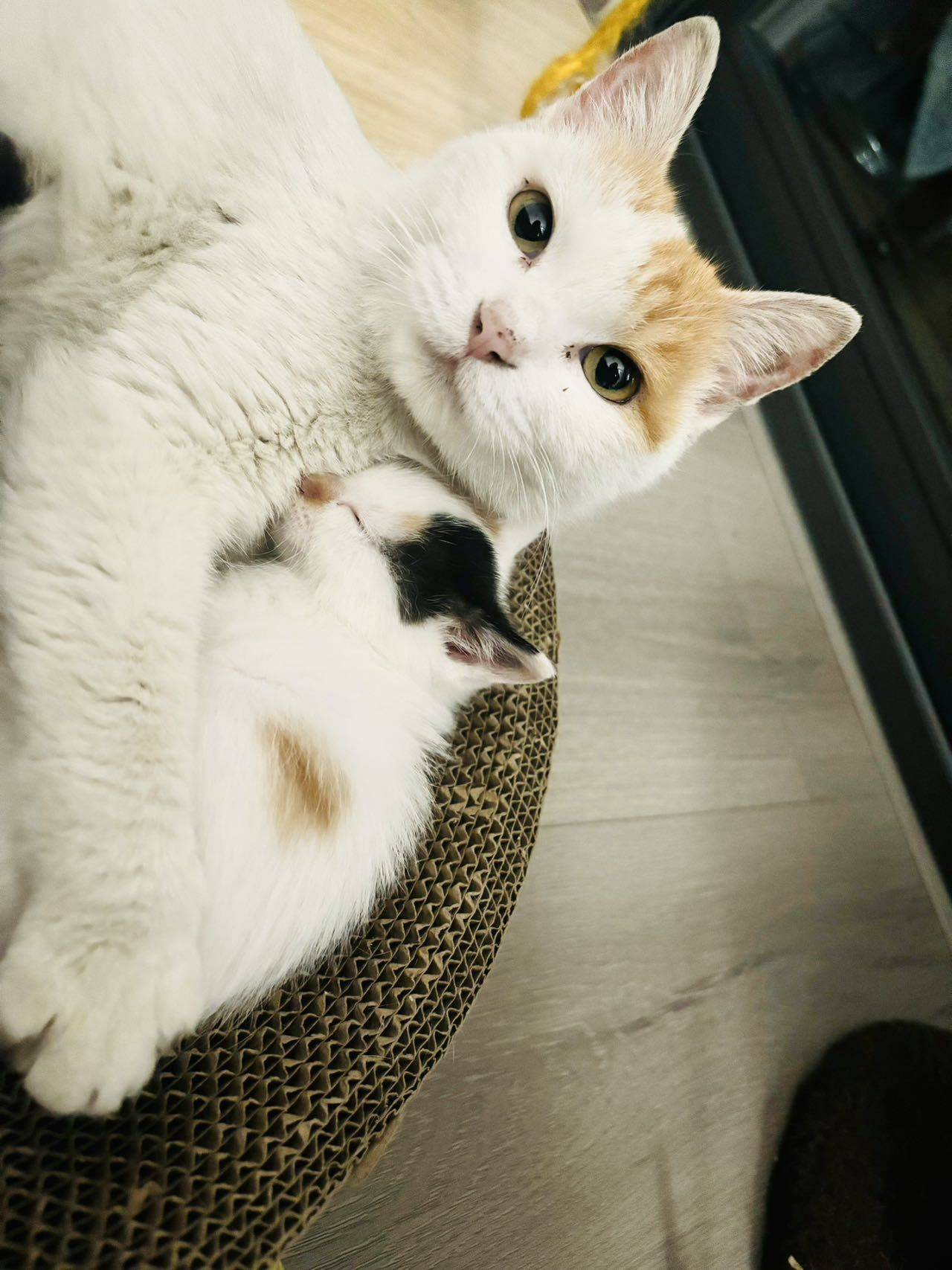 小猫在找爱心家庭领养，妈妈10个月大，小