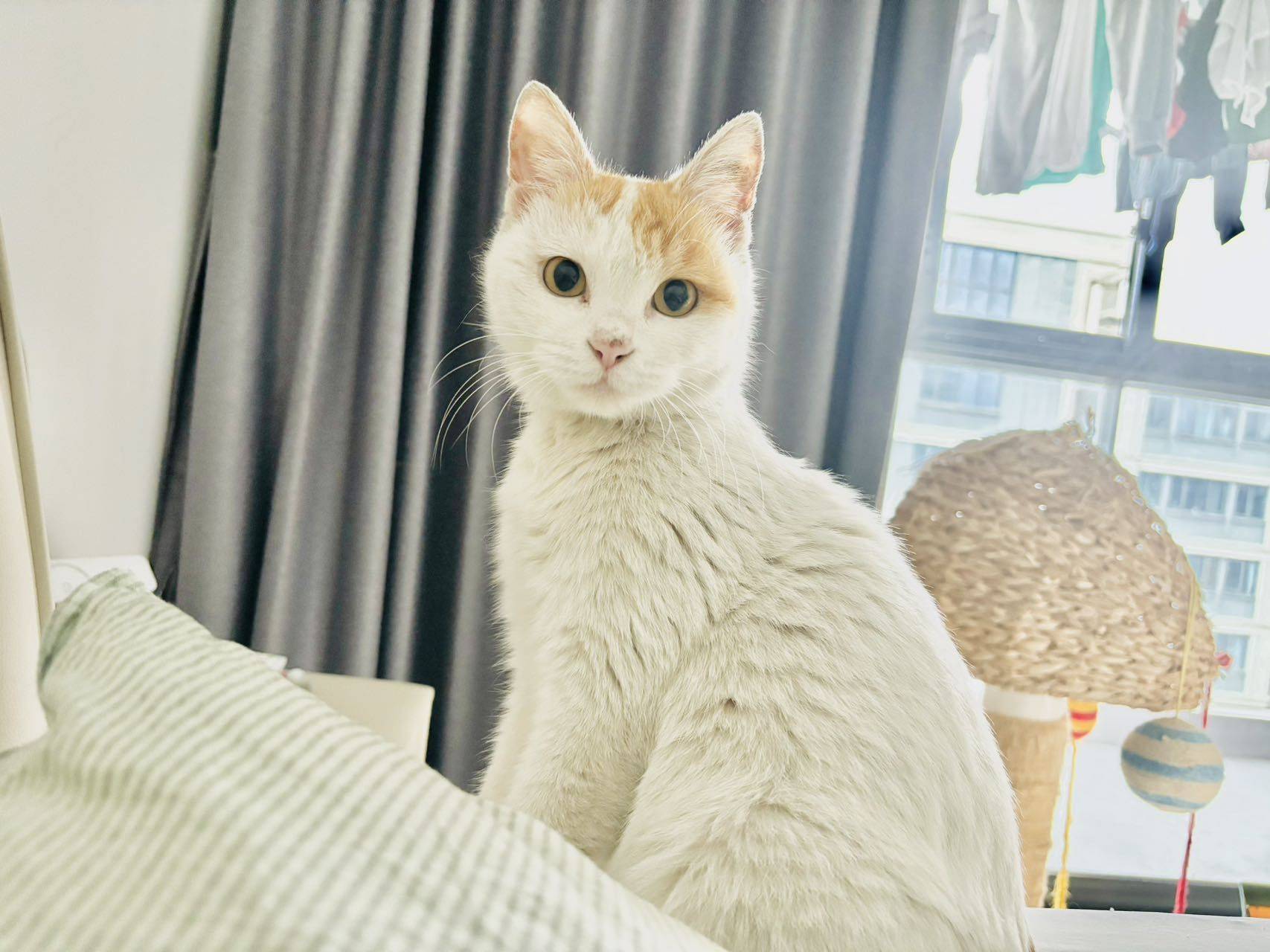 小猫在找爱心家庭领养，妈妈10个月大，小
