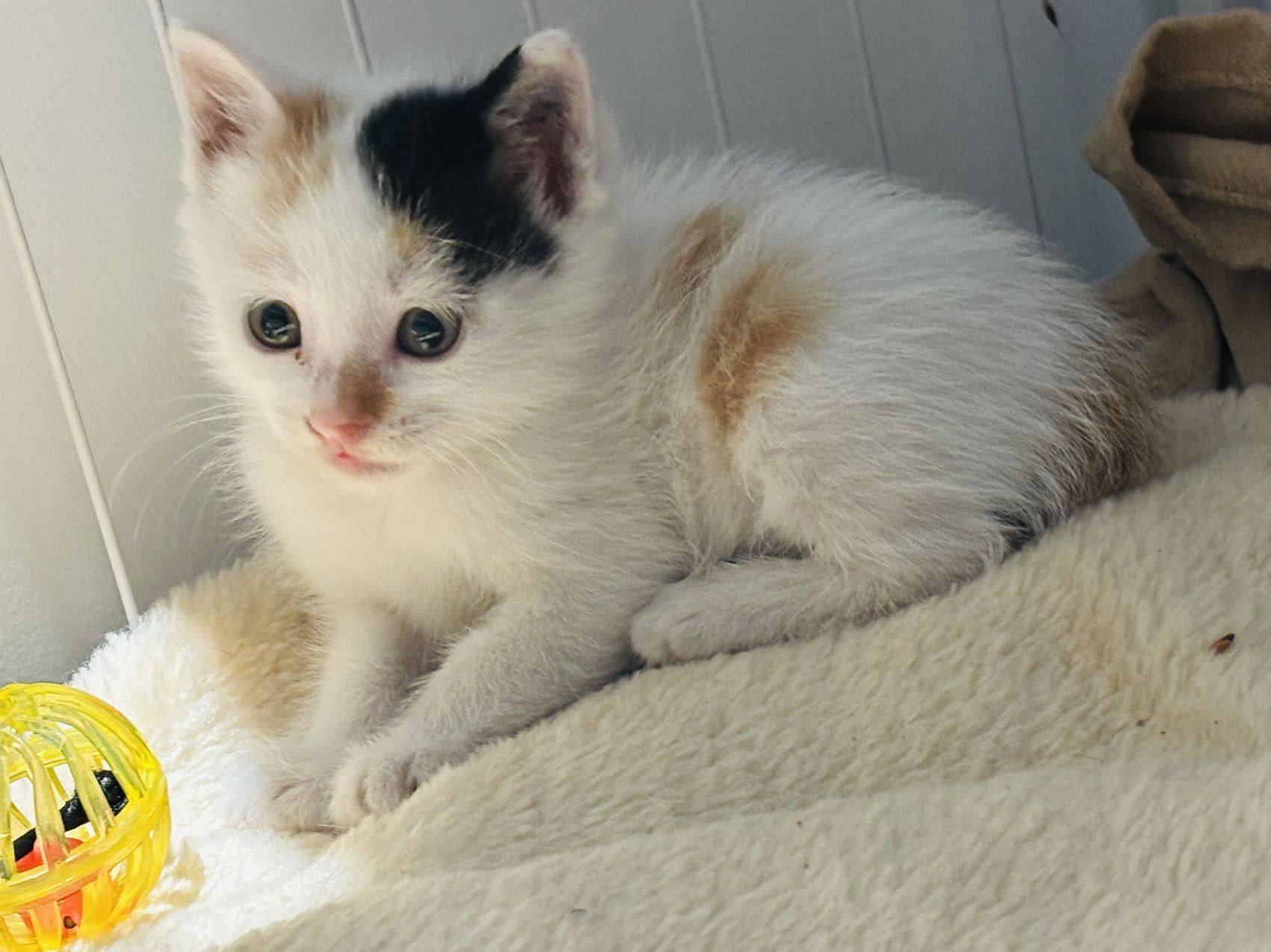小猫在找爱心家庭领养，妈妈10个月大，小