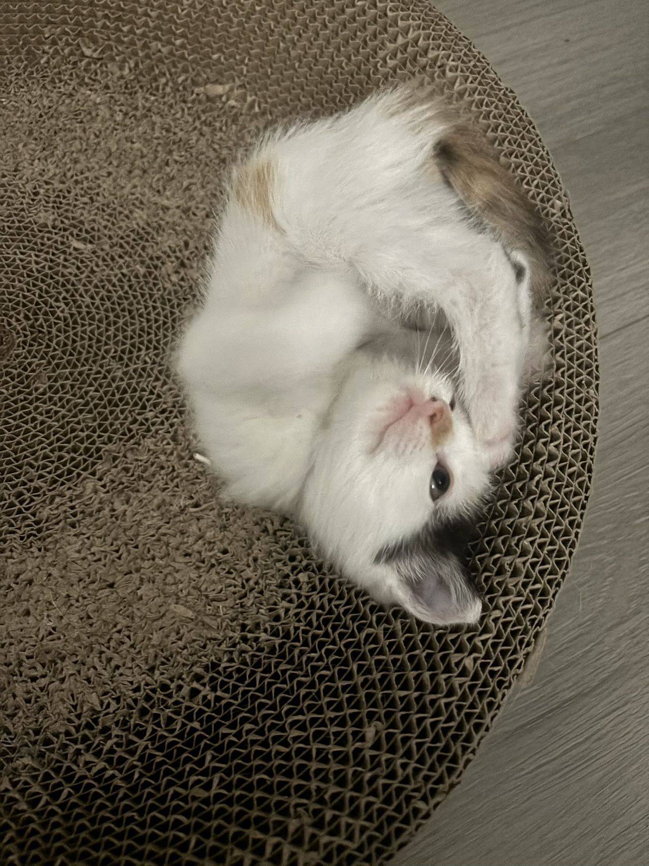 小猫在找爱心家庭领养，妈妈10个月大，小