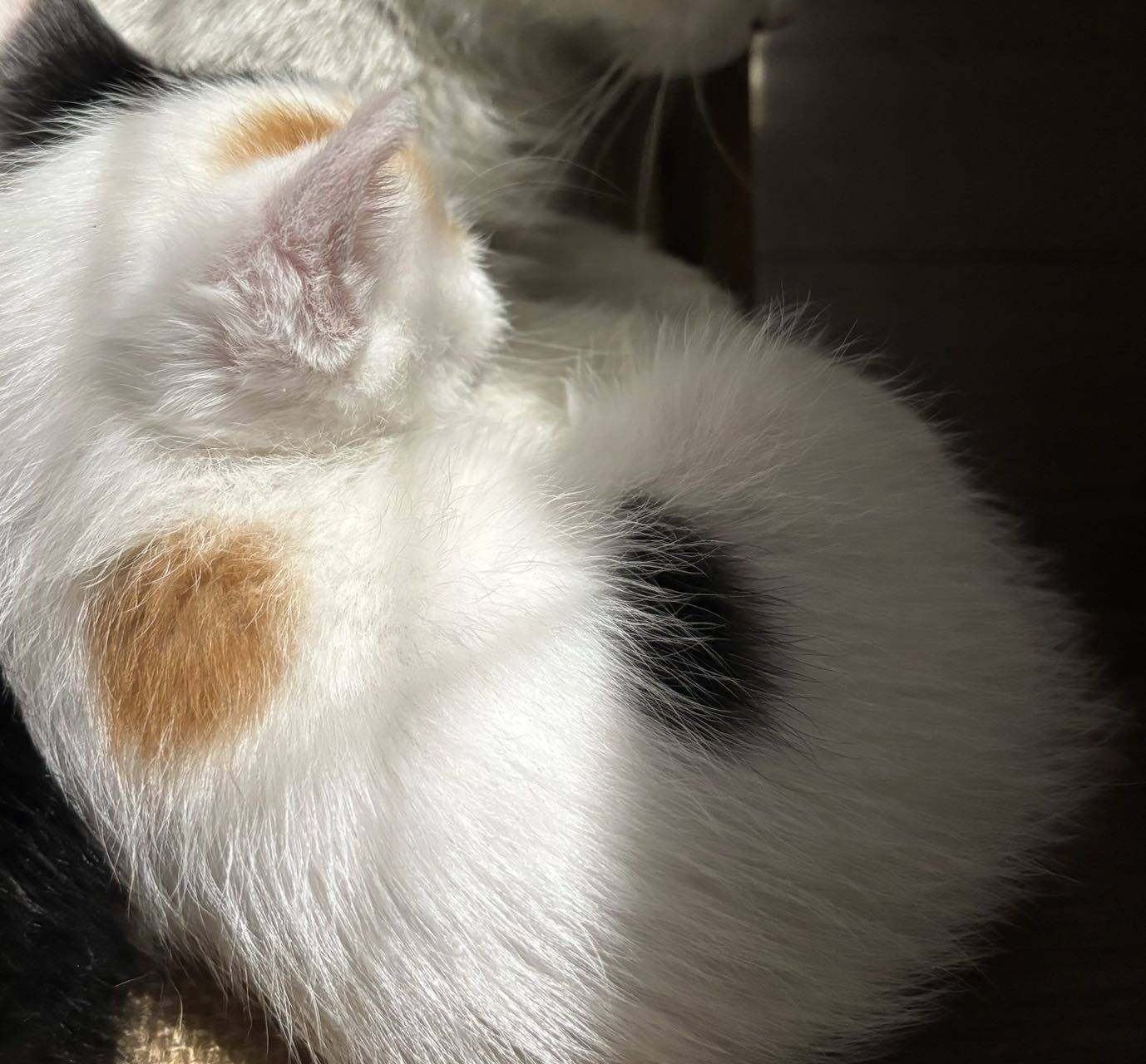 小猫在找爱心家庭领养，妈妈10个月大，小