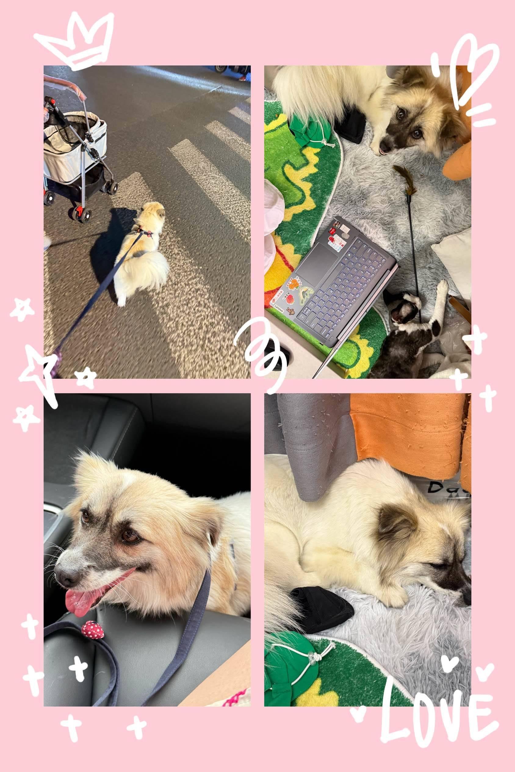 小狗领养