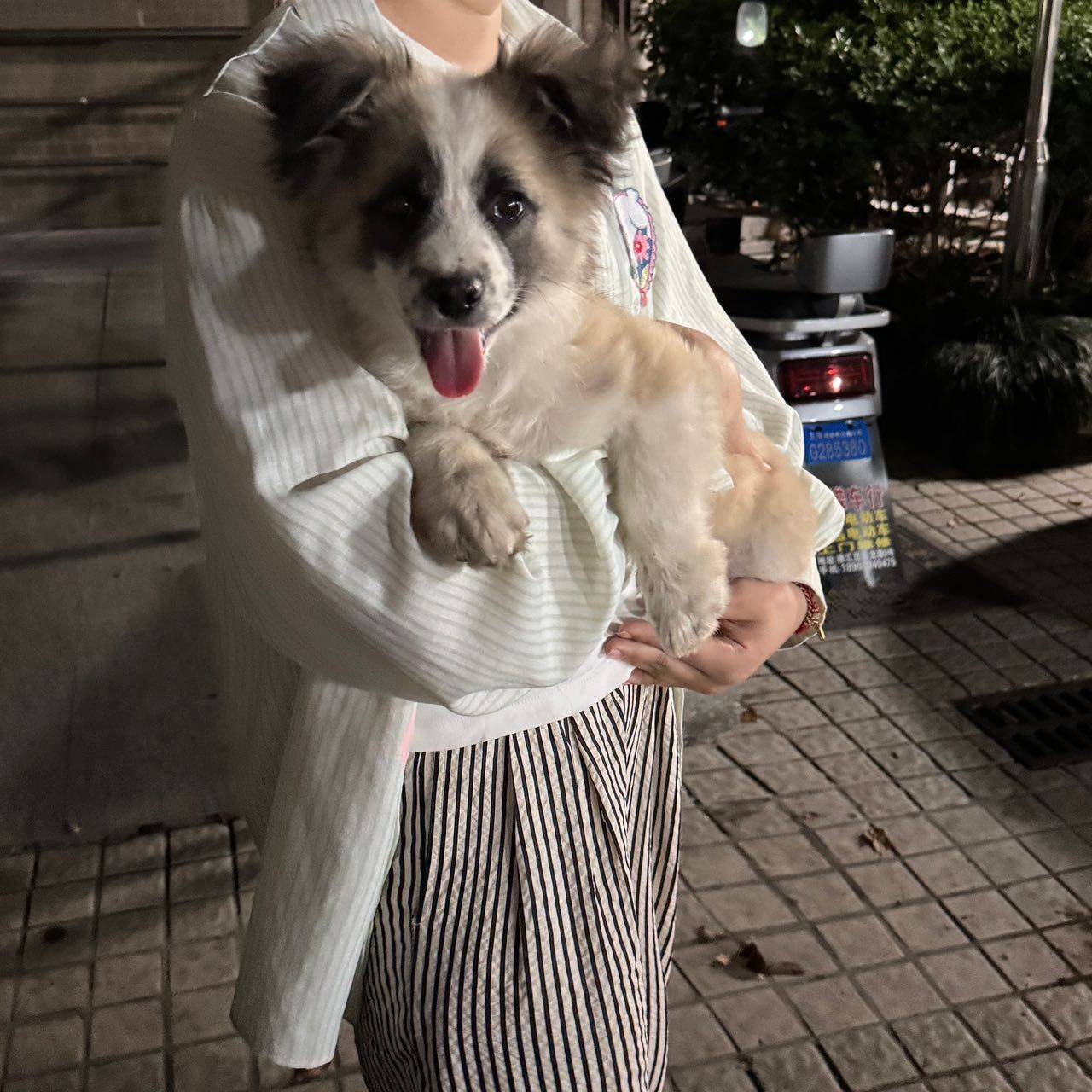 免费领养！！！