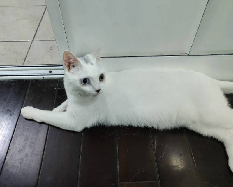 帮娃找新家,无偿领养_2