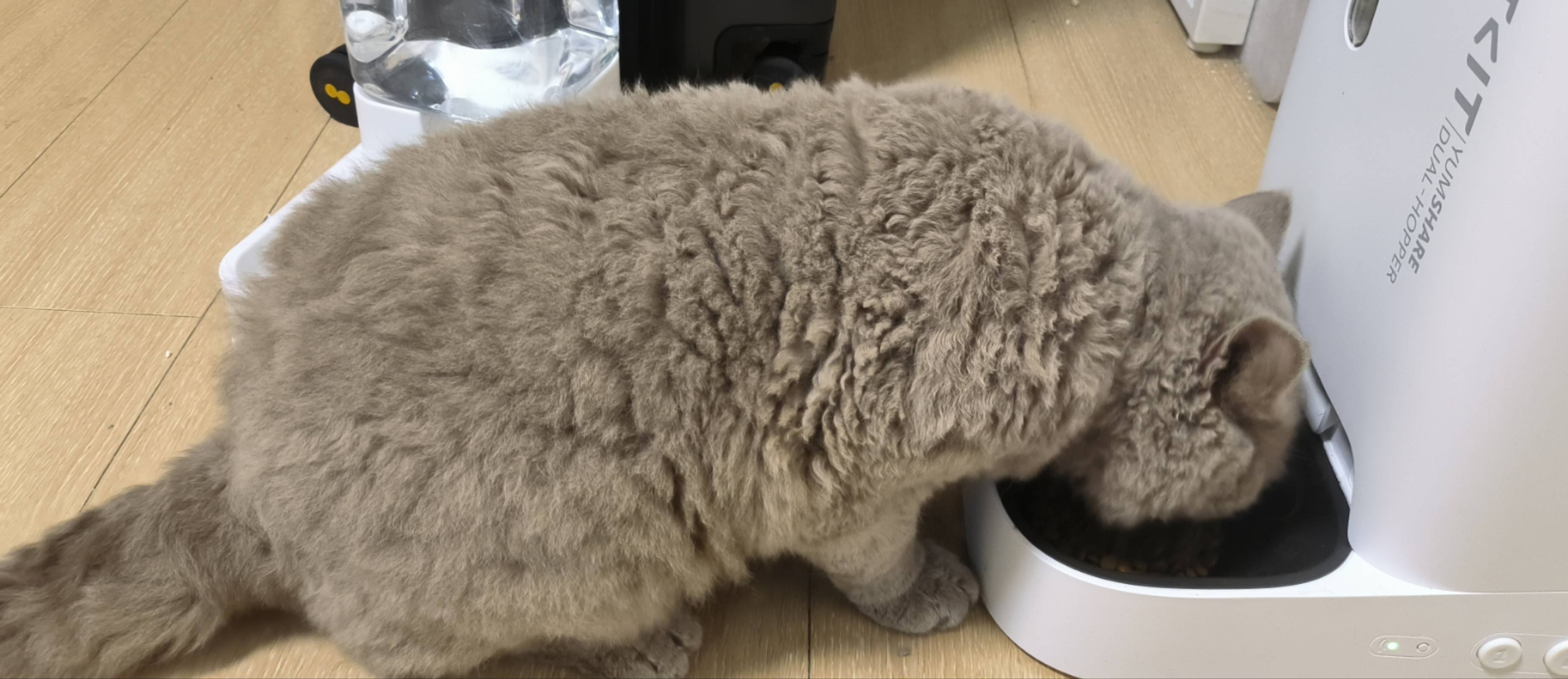 找领养
