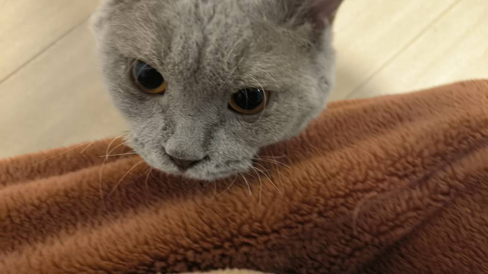 找领养