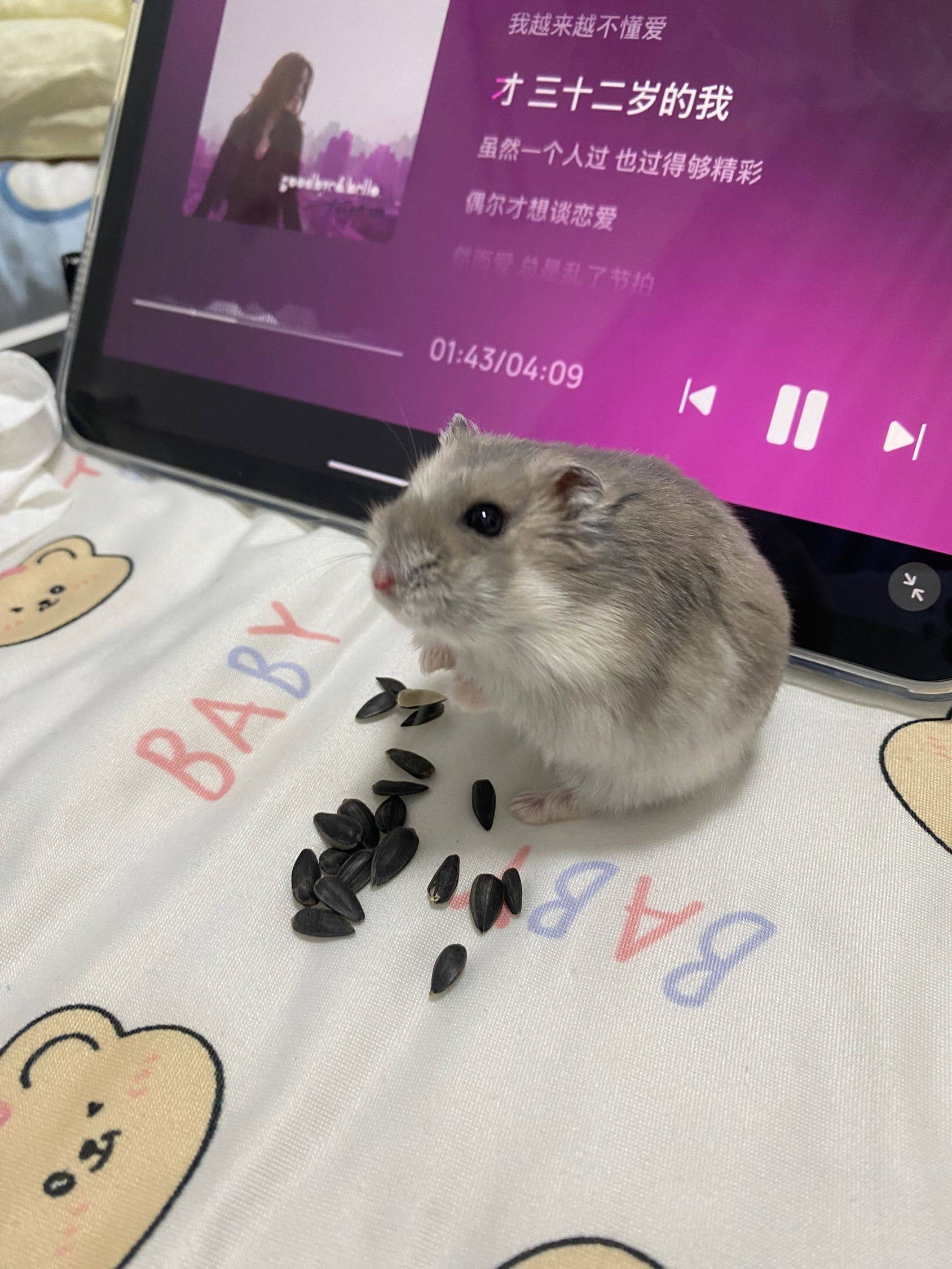 小仓鼠免费领养，胖胖的乖巧