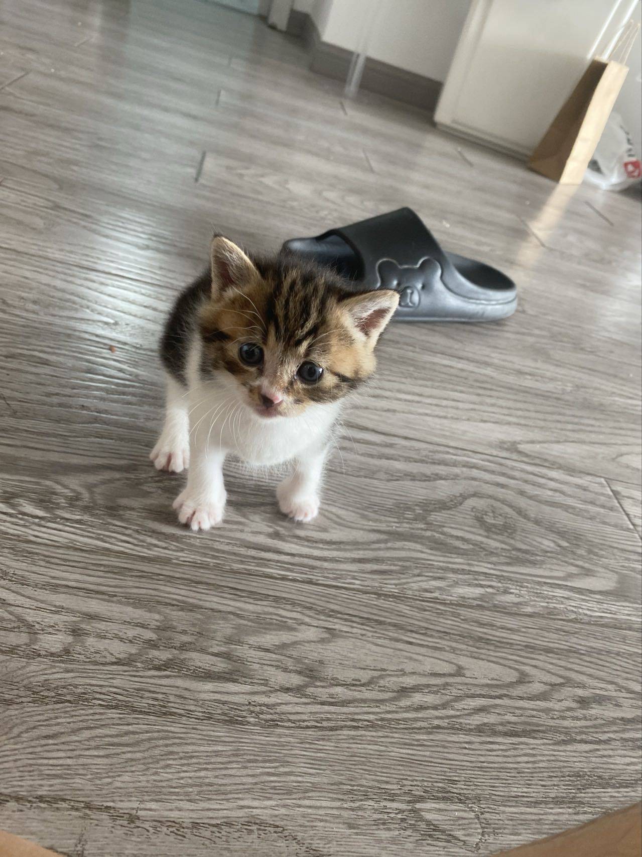 Zuko is 1 month old 