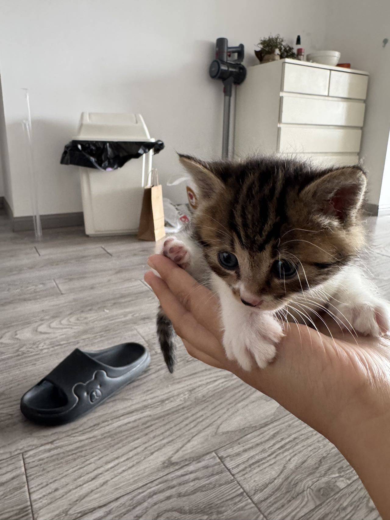 Zuko is 1 month old 