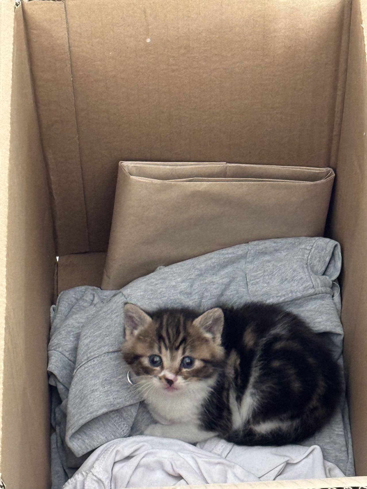 Zuko is 1 month old