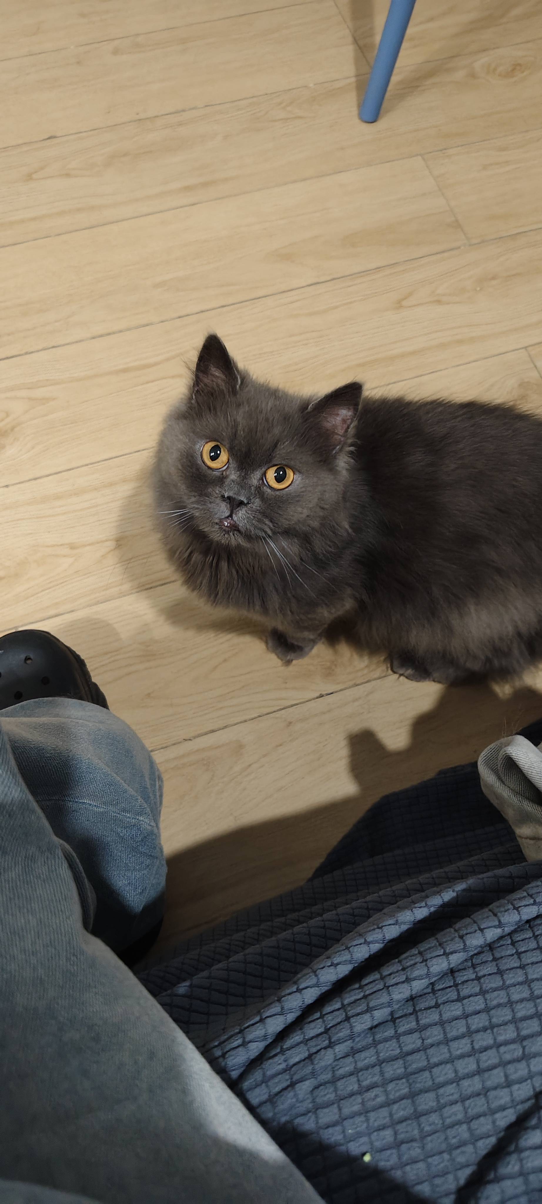 一岁多的长毛蓝猫，疫苗驱虫都做了？干净。