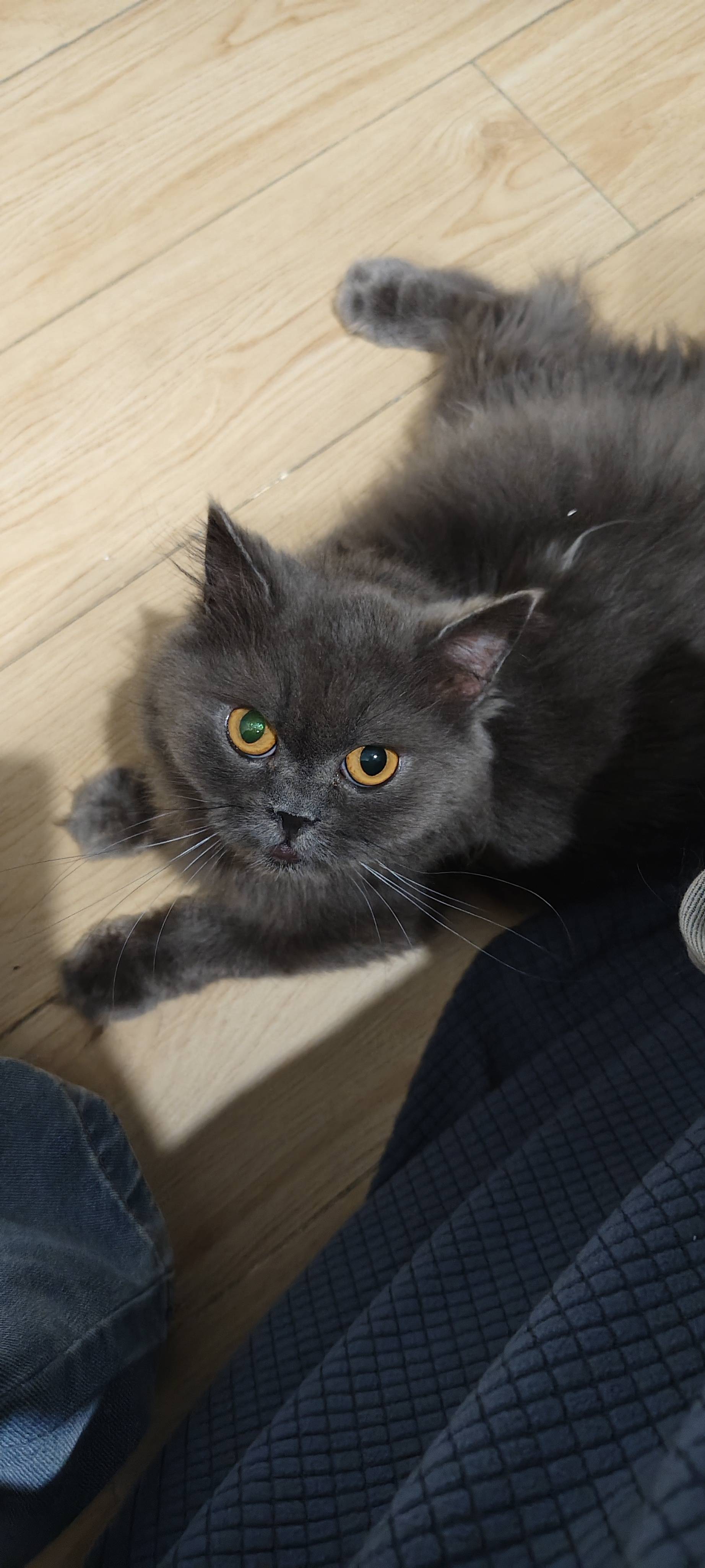 一岁多的长毛蓝猫，疫苗驱虫都做了？干净。