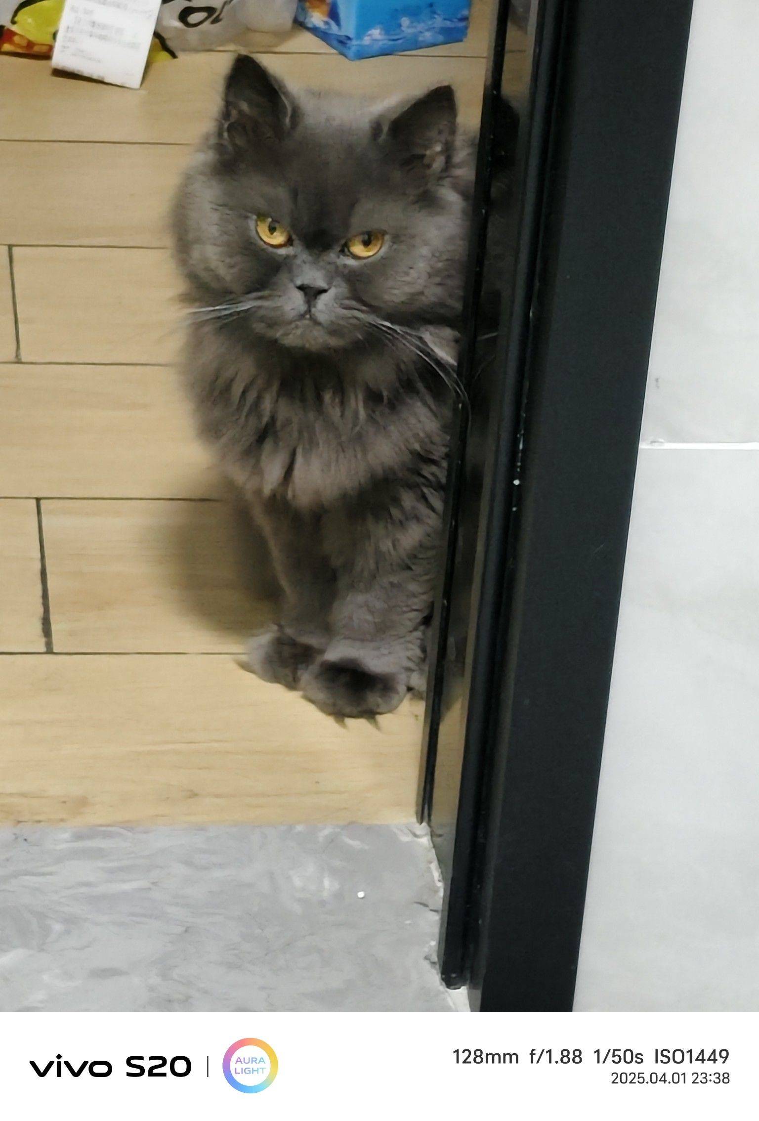 一岁多的长毛蓝猫，疫苗驱虫都做了？干净。