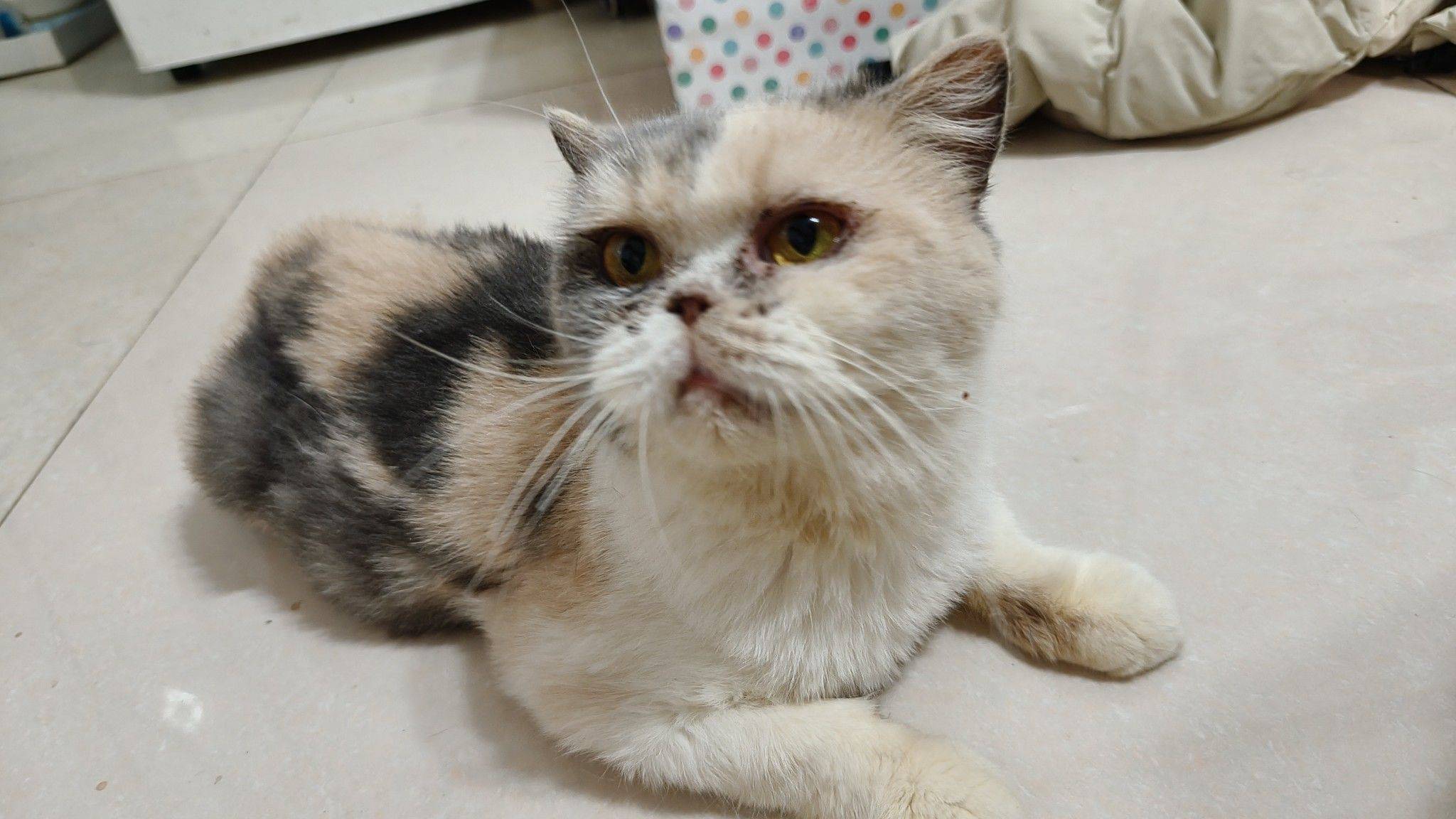 流浪猫妹妹领养，金牛区，特别特别乖，做了