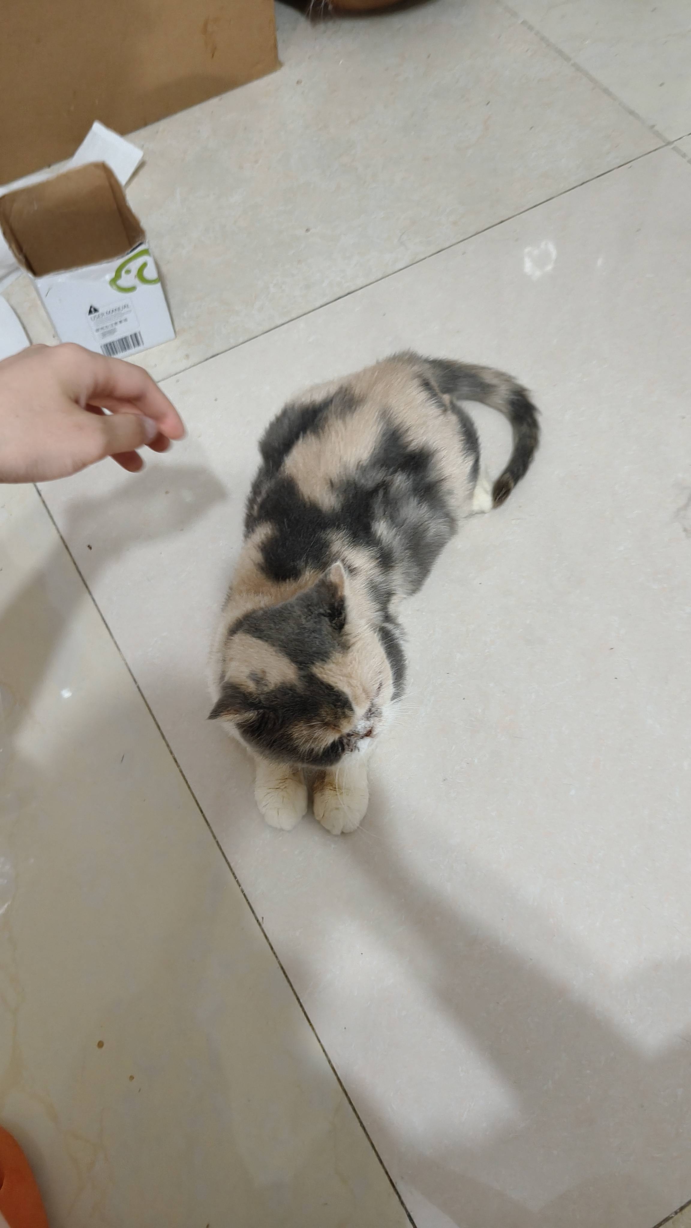 流浪猫妹妹领养，金牛区，特别特别乖，做了