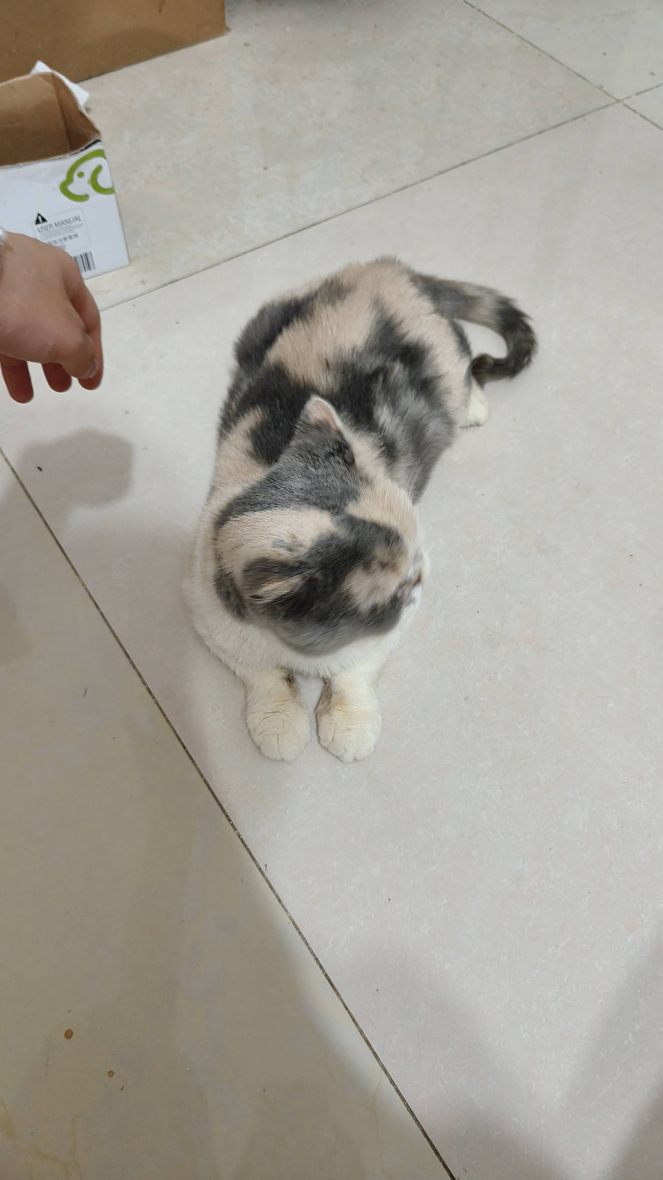 流浪猫妹妹领养，金牛区，特别特别乖，做了