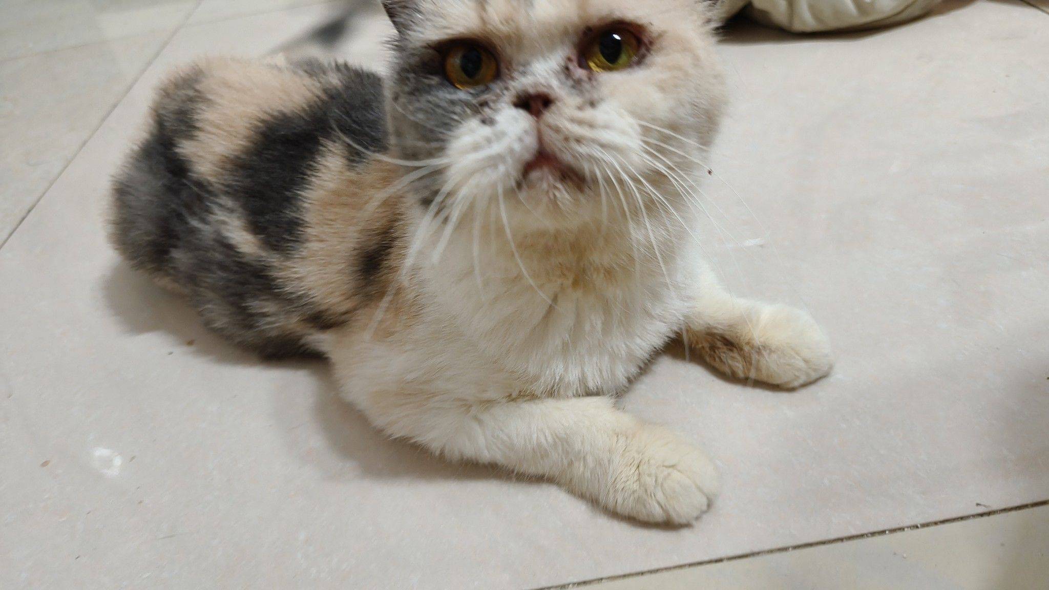 流浪猫妹妹领养，金牛区，特别特别乖，做了