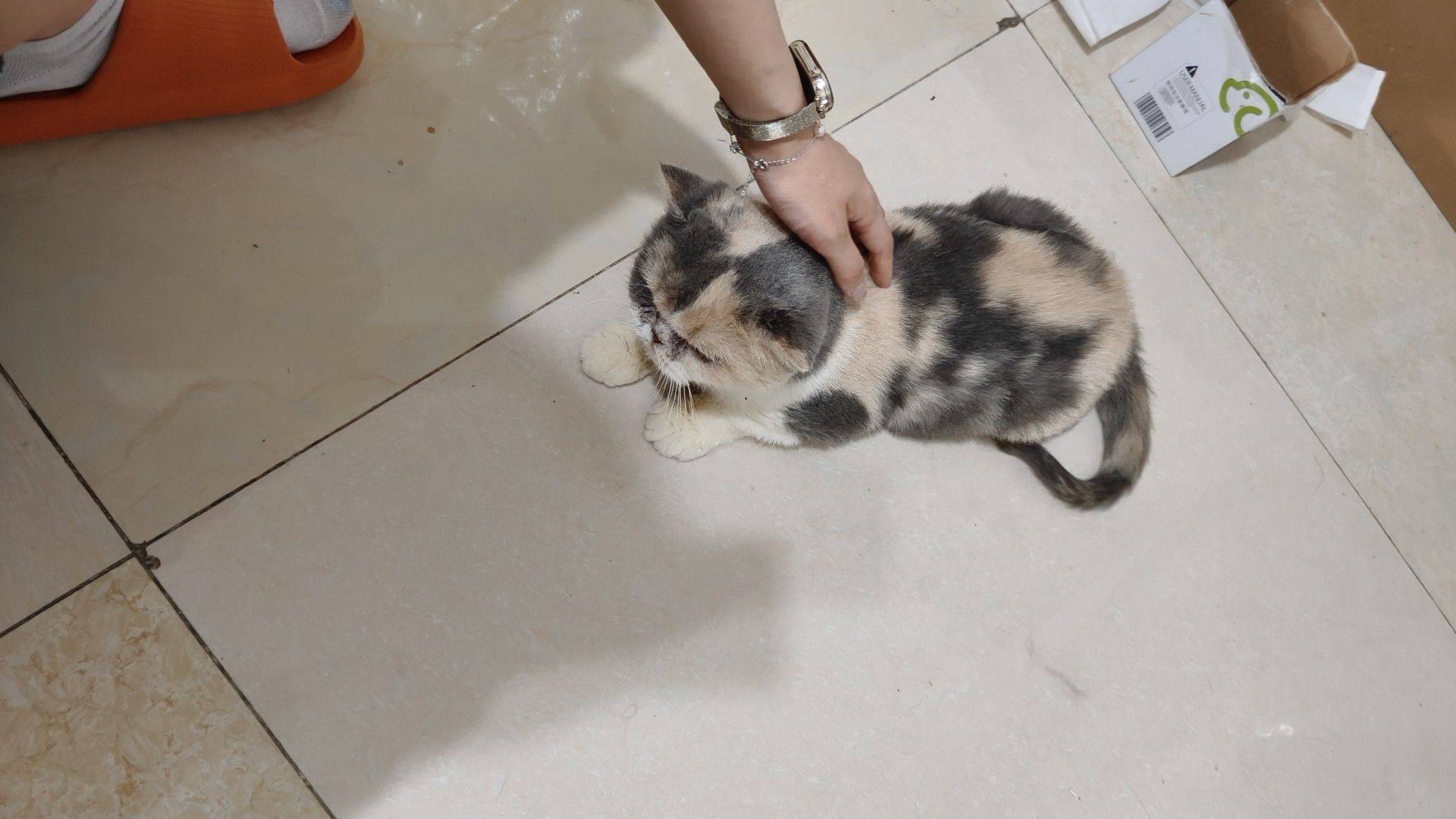 流浪猫妹妹领养，金牛区，特别特别乖，做了