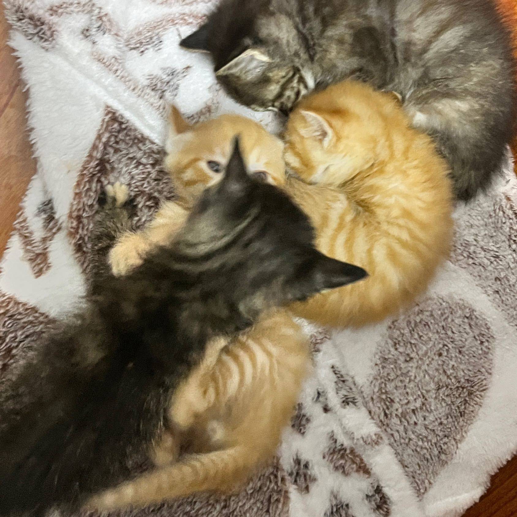 武汉小猫找领养，光谷六路这里，已出一只，