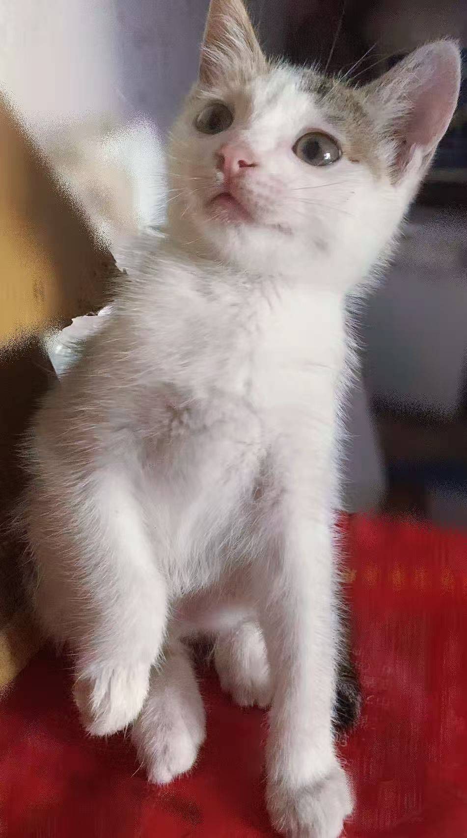 上海普陀两个月小奶猫找领养，会上厕所，可_3
