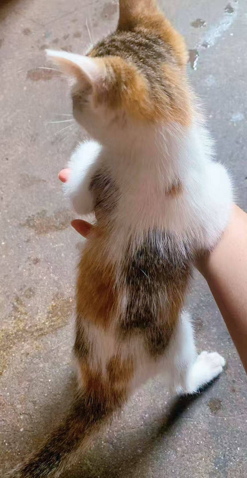 上海普陀两个月小奶猫找领养，会上厕所，可_1