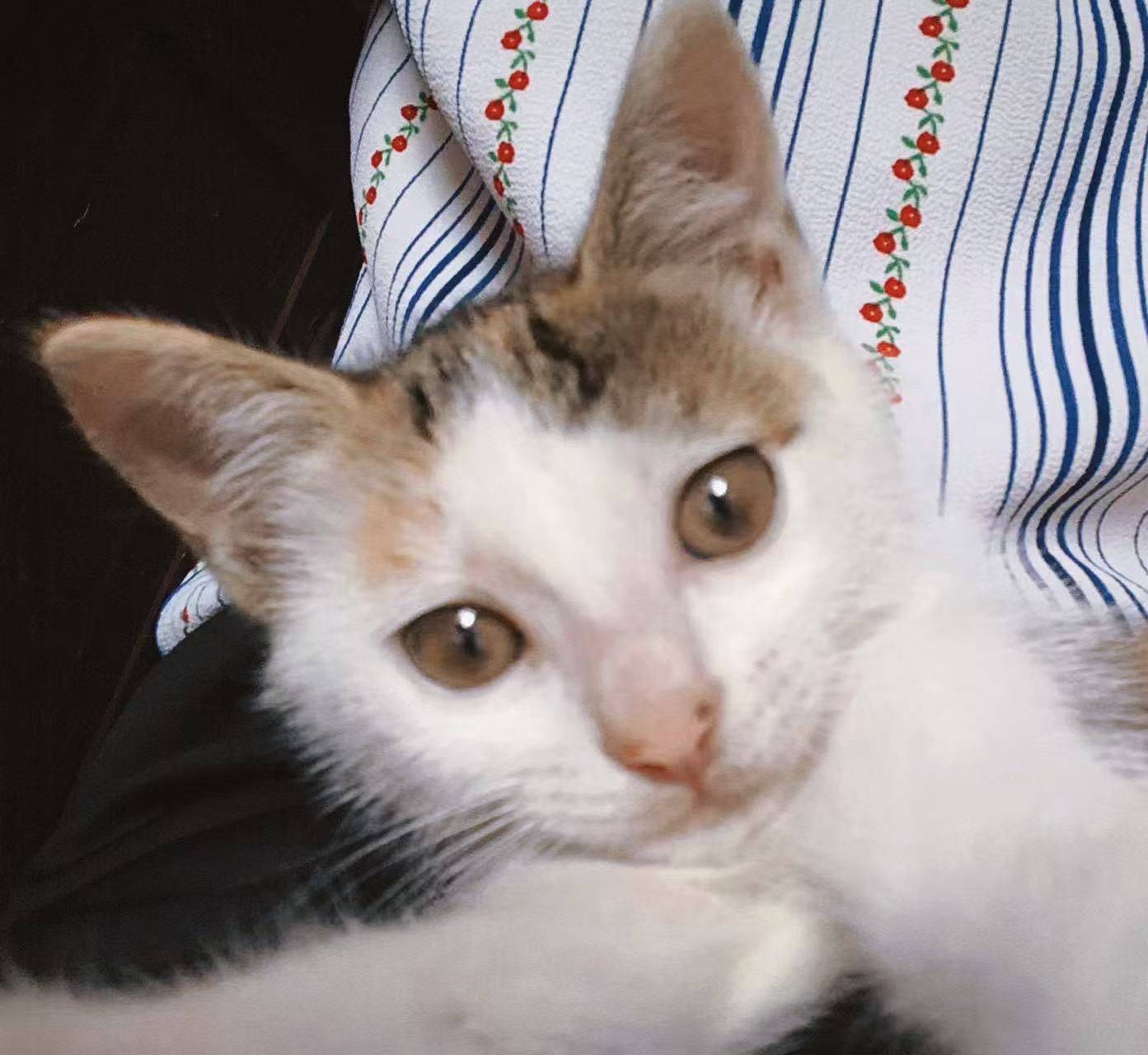 上海普陀两个月小奶猫找领养，会上厕所，可_2