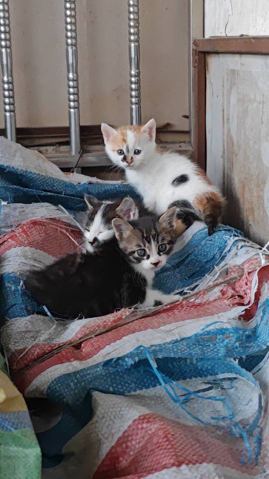 家附近的小猫崽，找个领养，对他们好别弃养_0