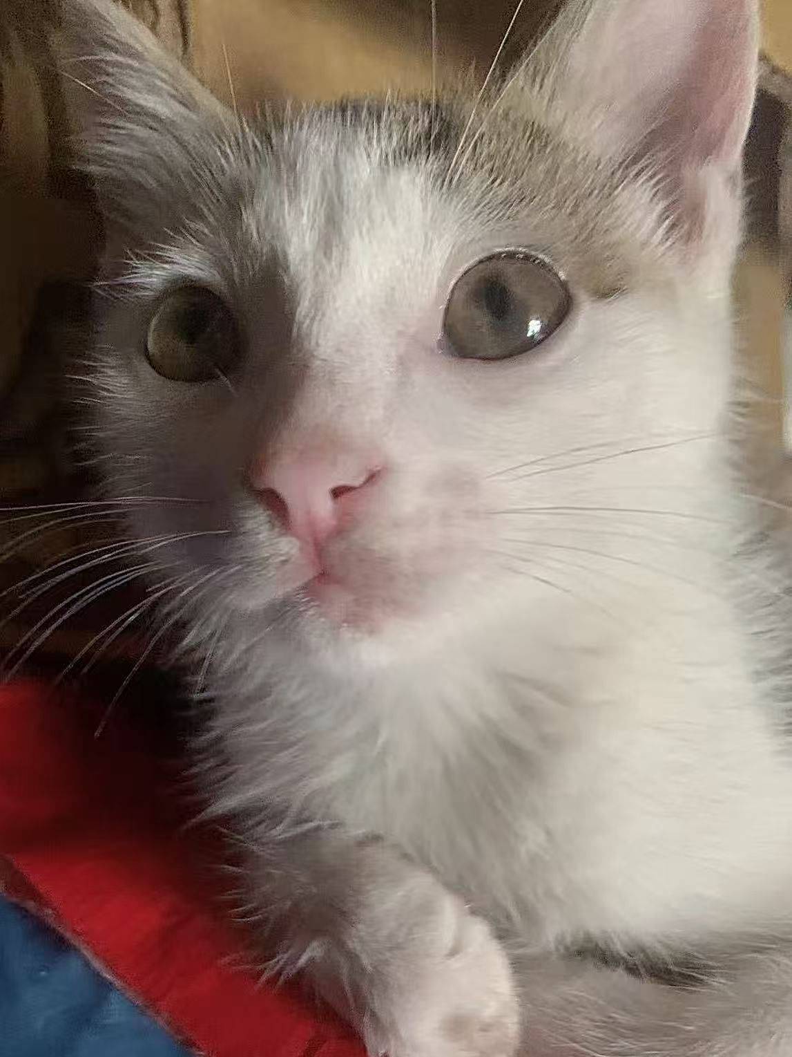 上海普陀两个月小奶猫找领养，会上厕所，可_0