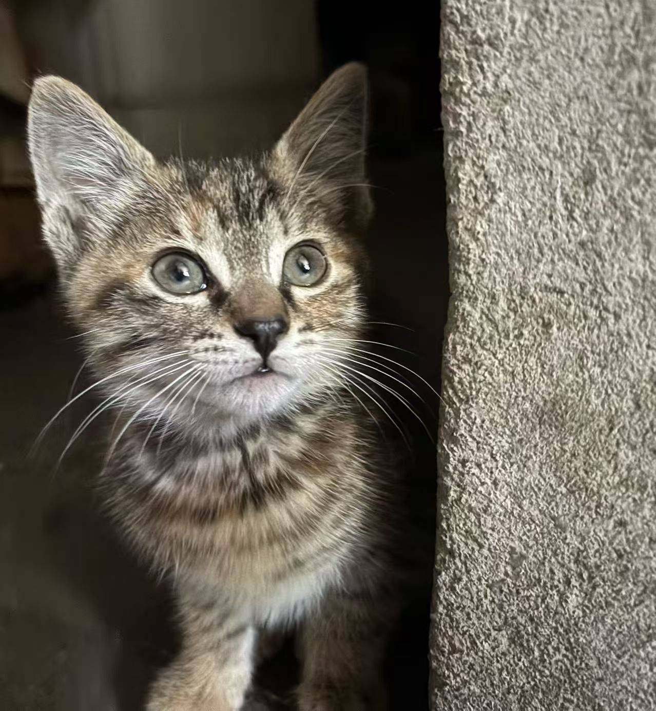 上海普陀两个月小奶猫找领养，会上厕所，可_4