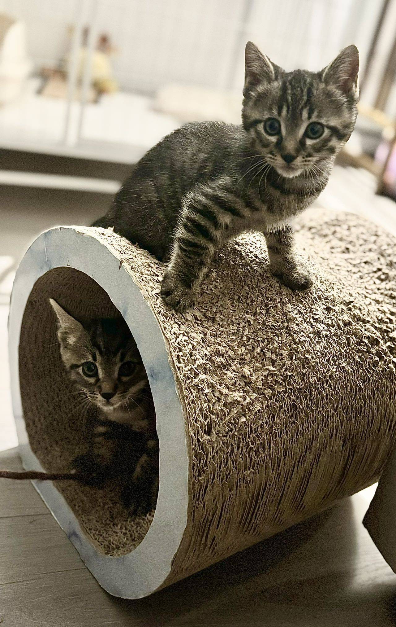 Baby boys are lookin
