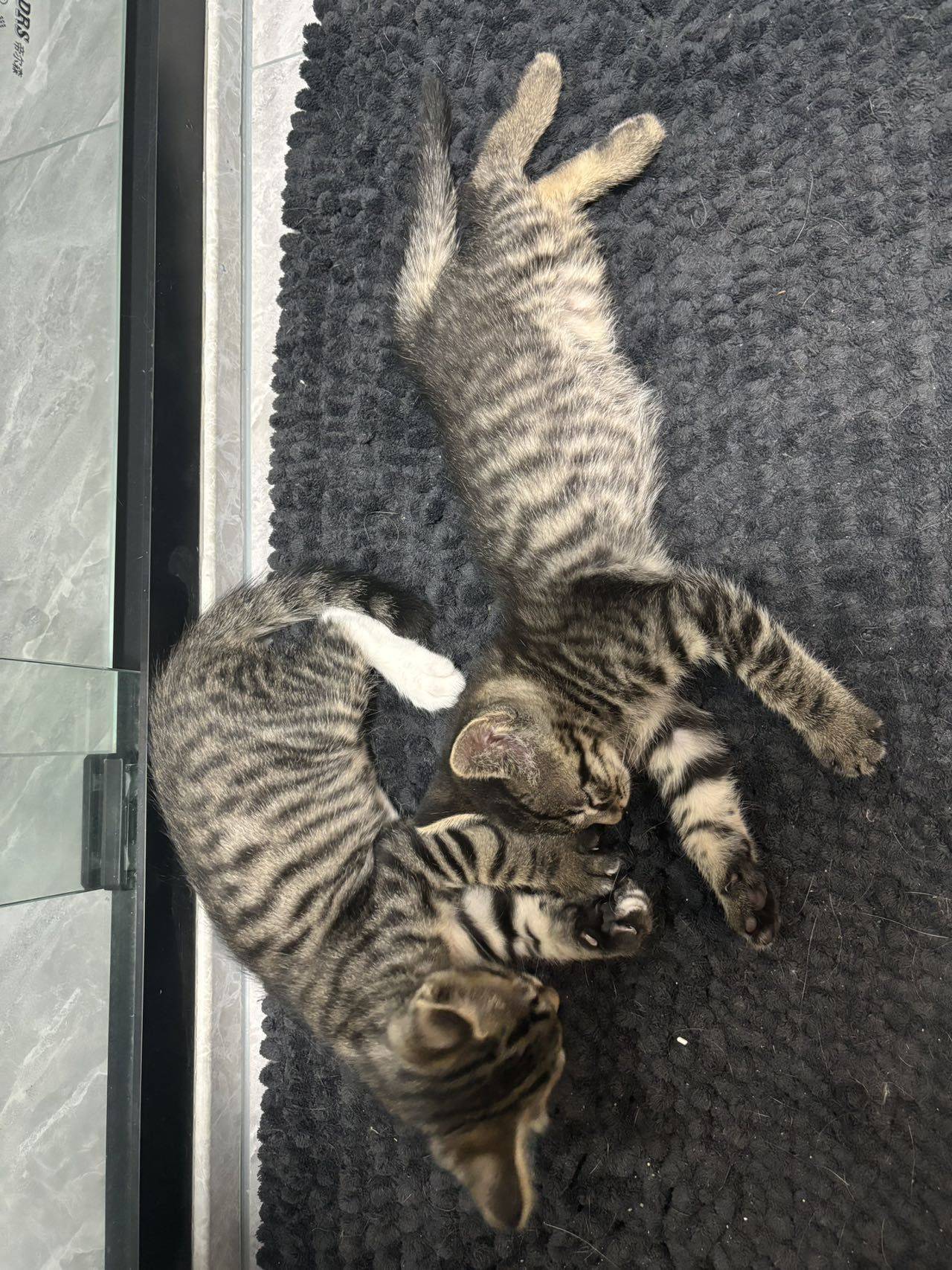 Baby boys are lookin
