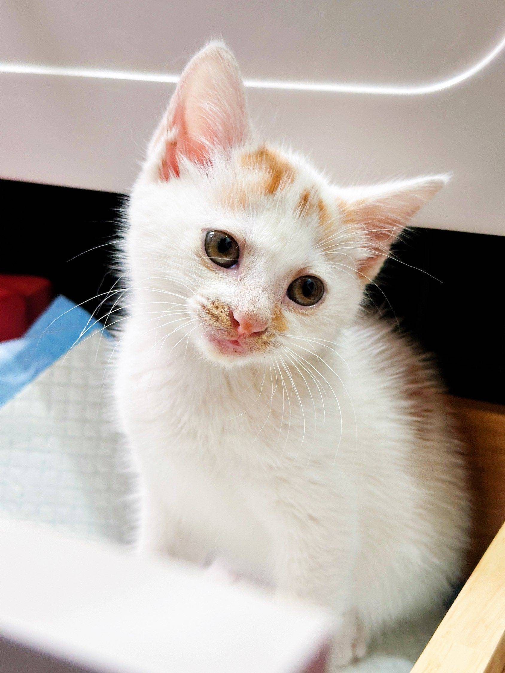 上海领养猫 6周 驱虫完成 找好人家 无_4