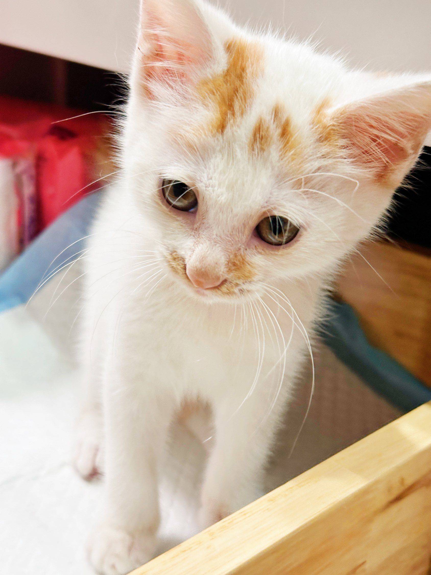 上海领养猫 6周 驱虫完成 找好人家 无_0