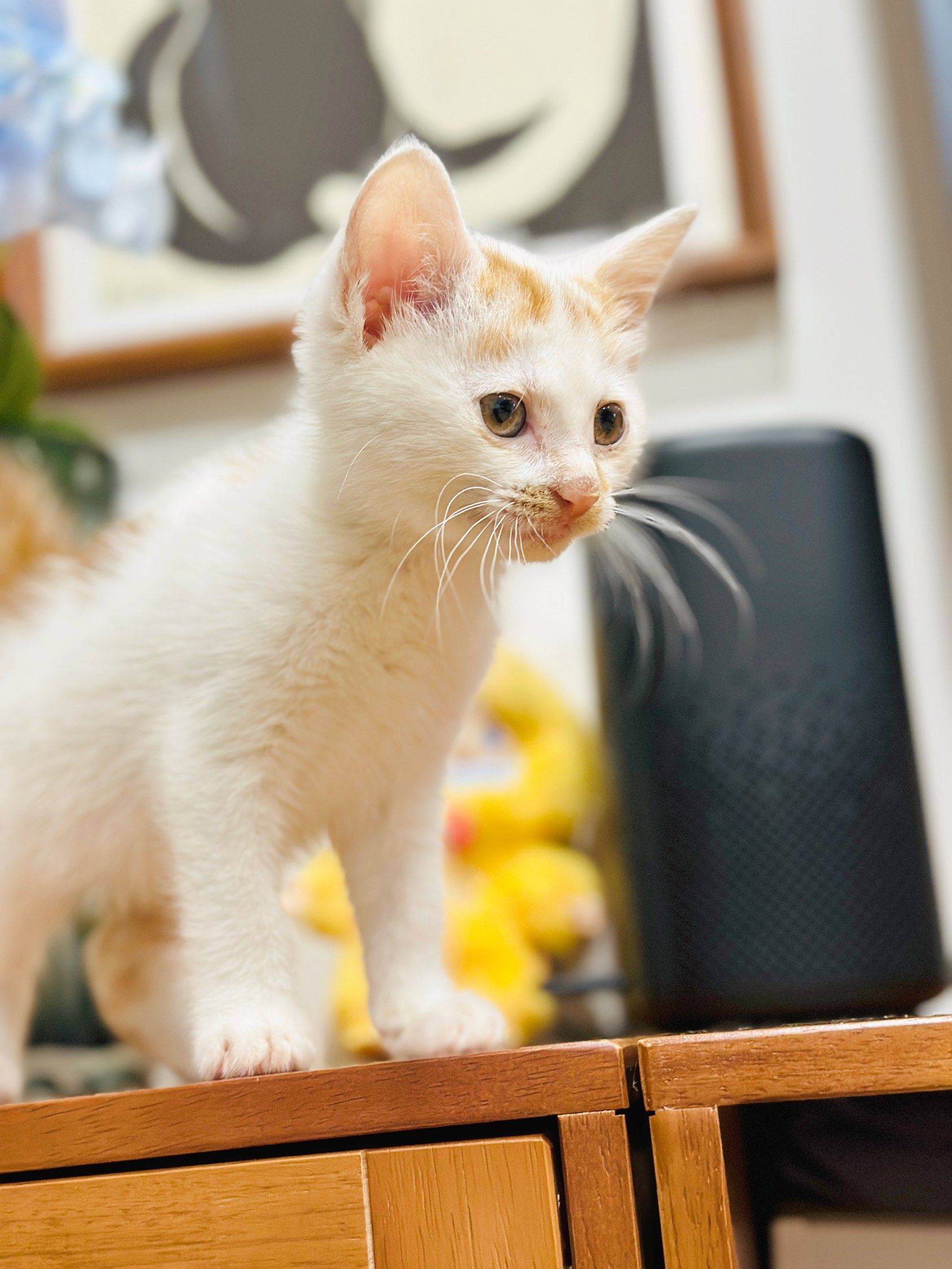 上海领养猫 6周 驱虫完成 找好人家 无_1