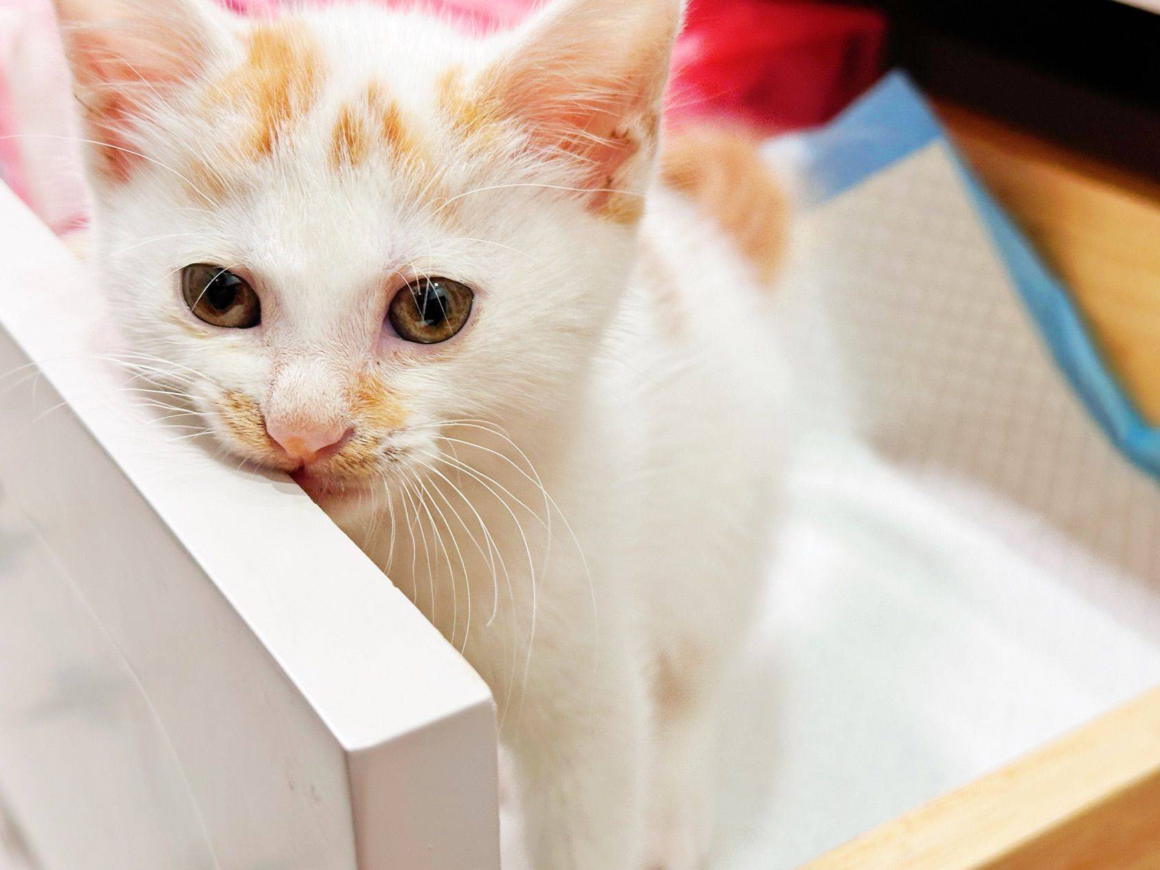 上海领养猫 6周 驱虫完成 找好人家 无_2
