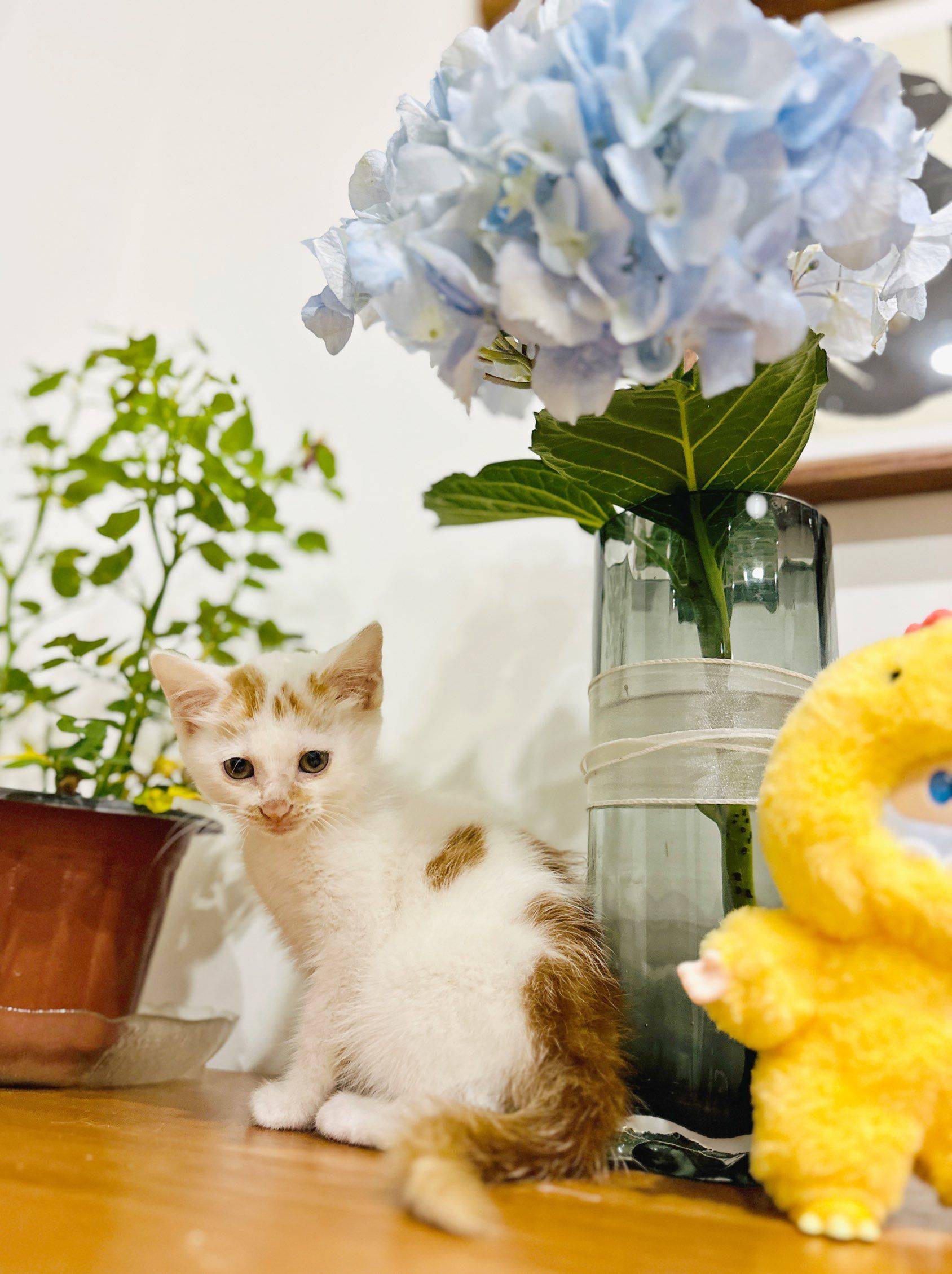 上海领养猫 6周 驱虫完成 找好人家 无_3