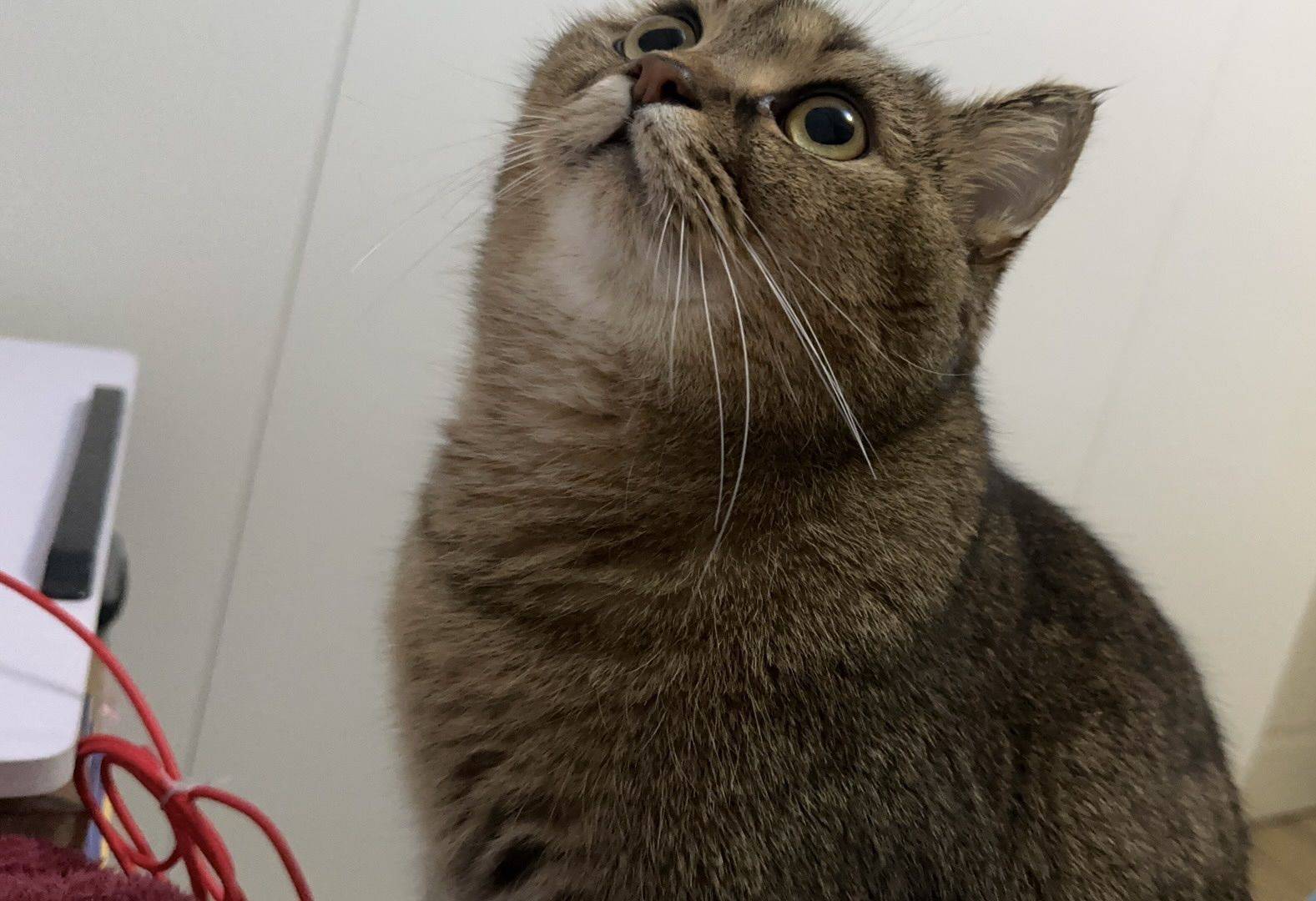 金渐层，男生，4 岁 _1