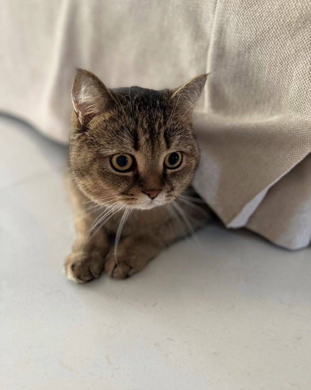 金渐层，男生，4 岁 