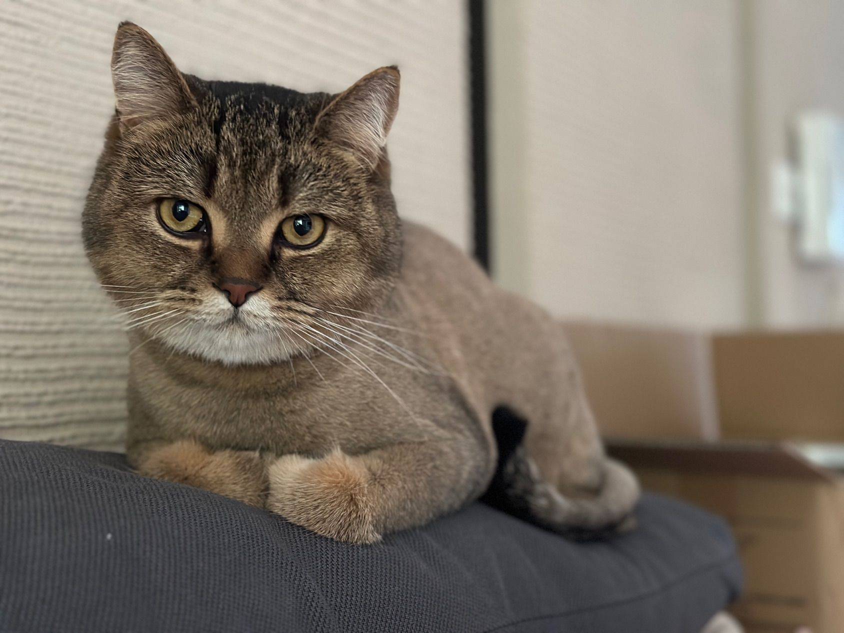 金渐层，男生，4 岁 _4