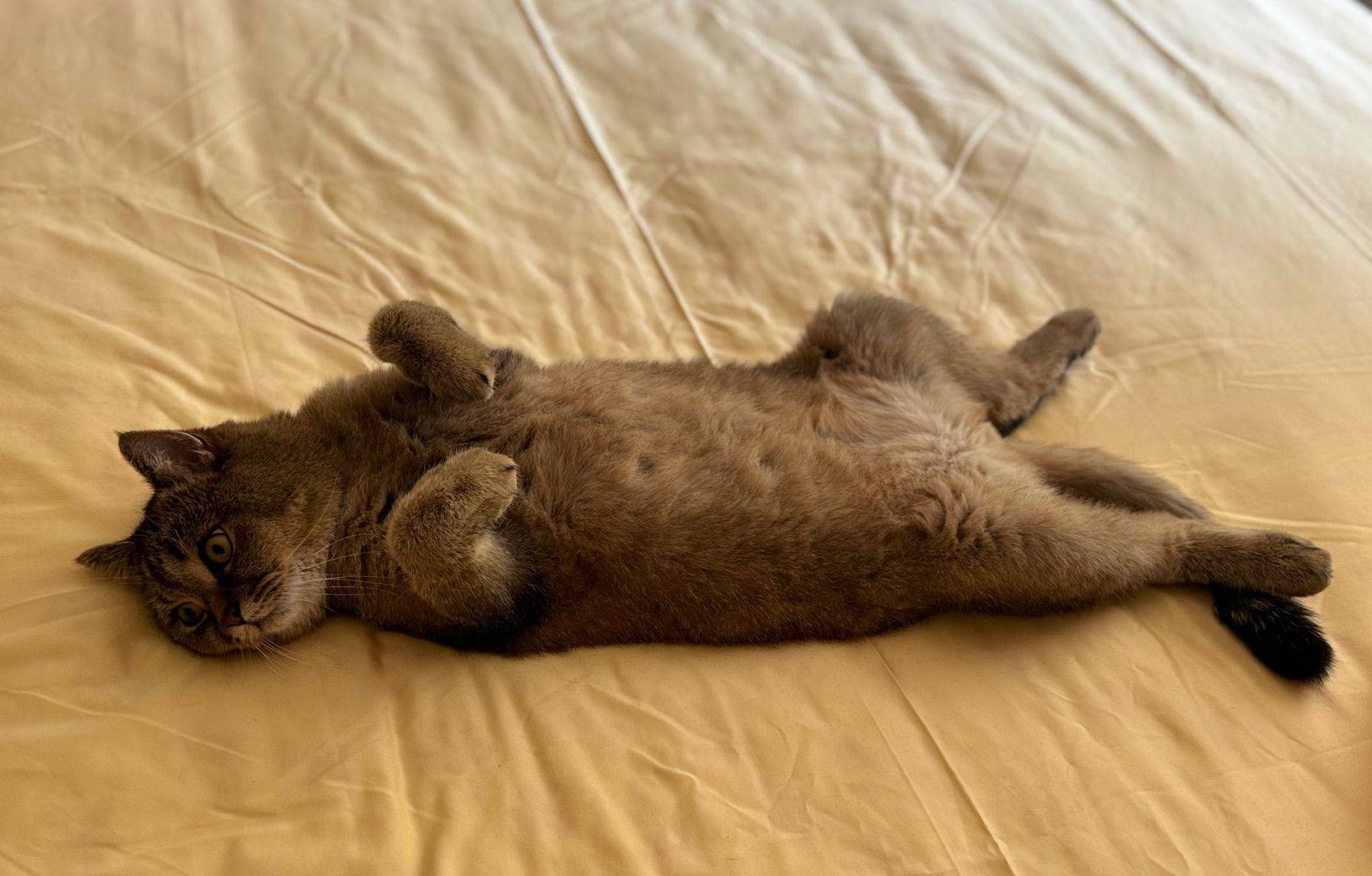 金渐层，男生，4 岁 _3