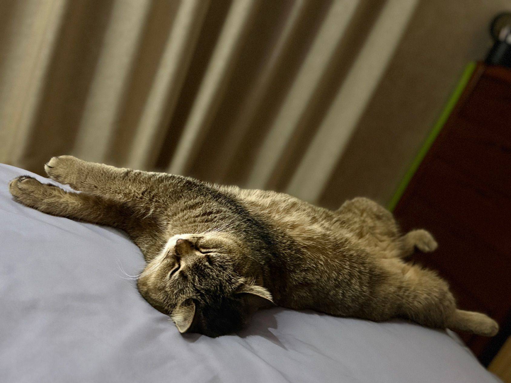 金渐层，男生，4 岁 _2