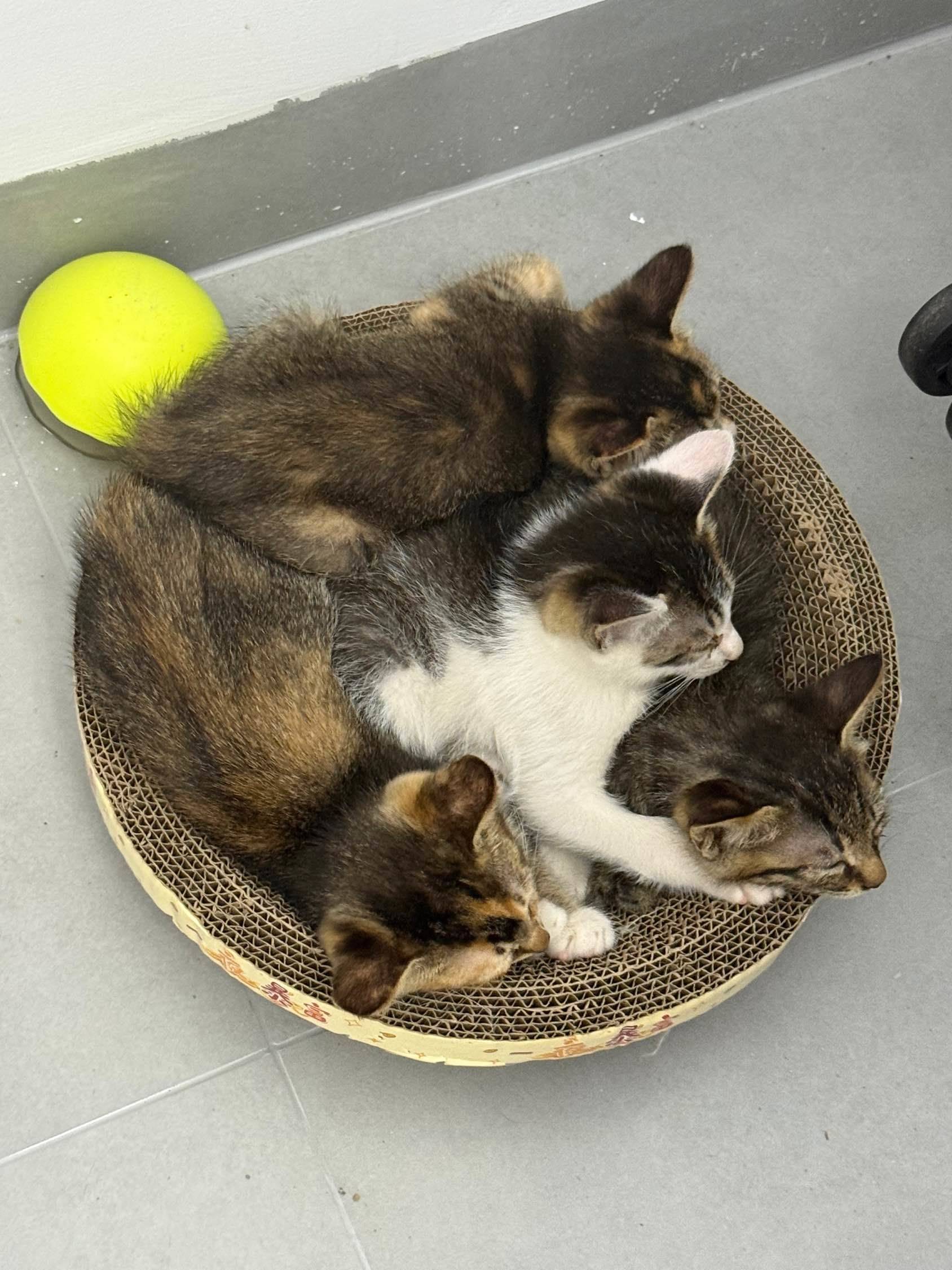 小猫找新家