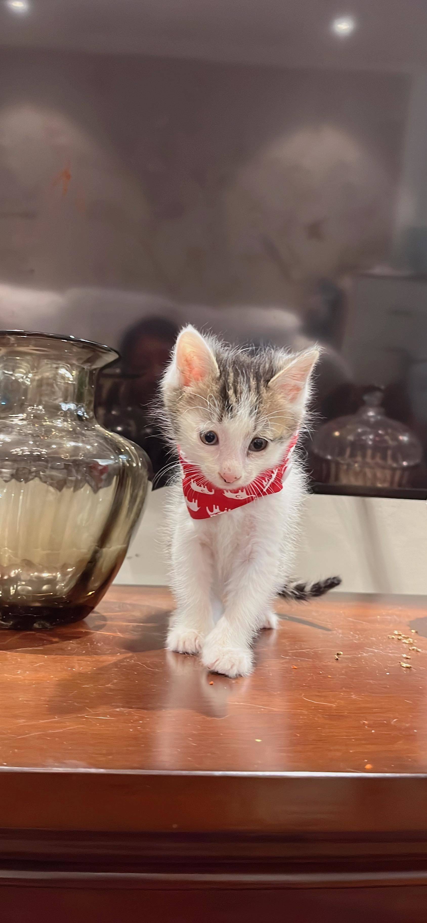 上海领养 狸花猫 弟弟_4