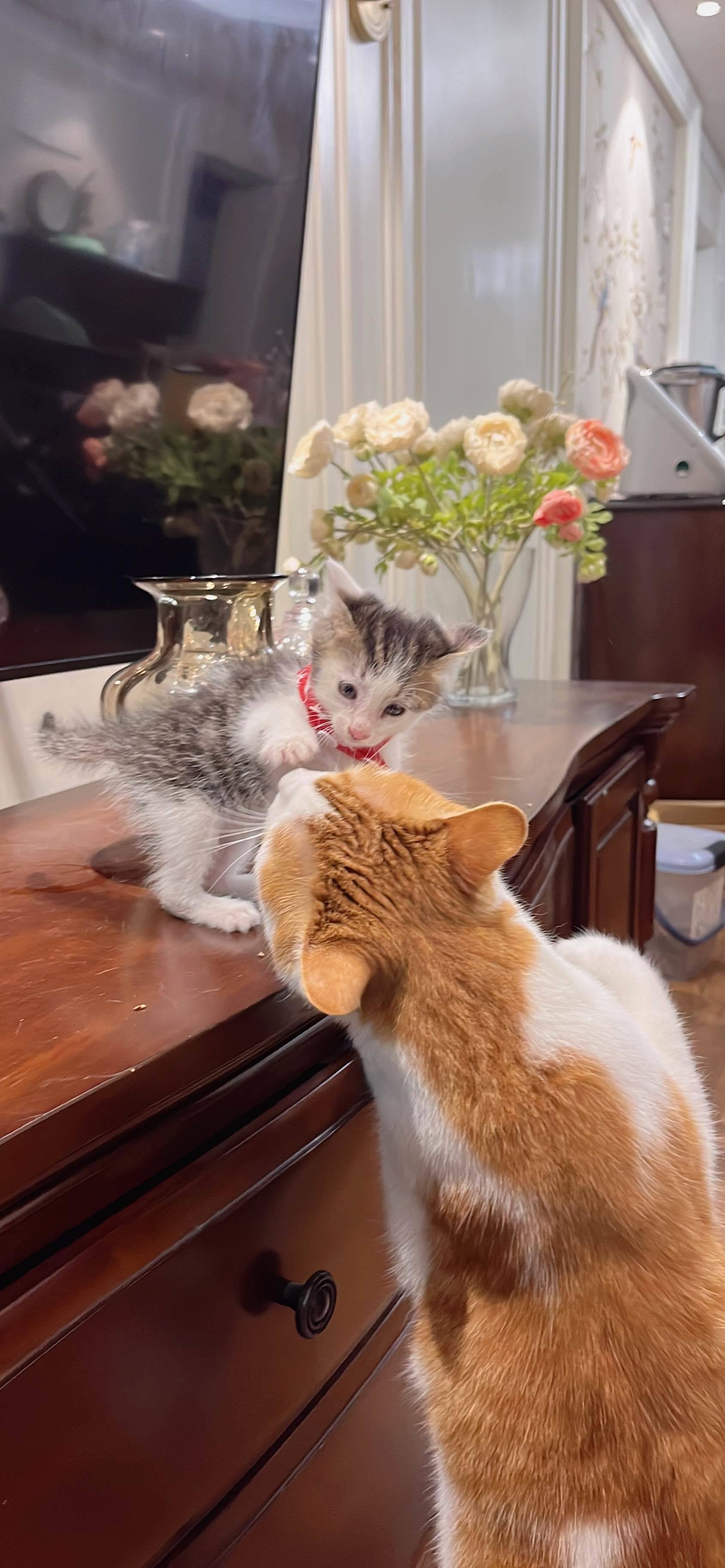 上海领养 狸花猫 弟弟_1