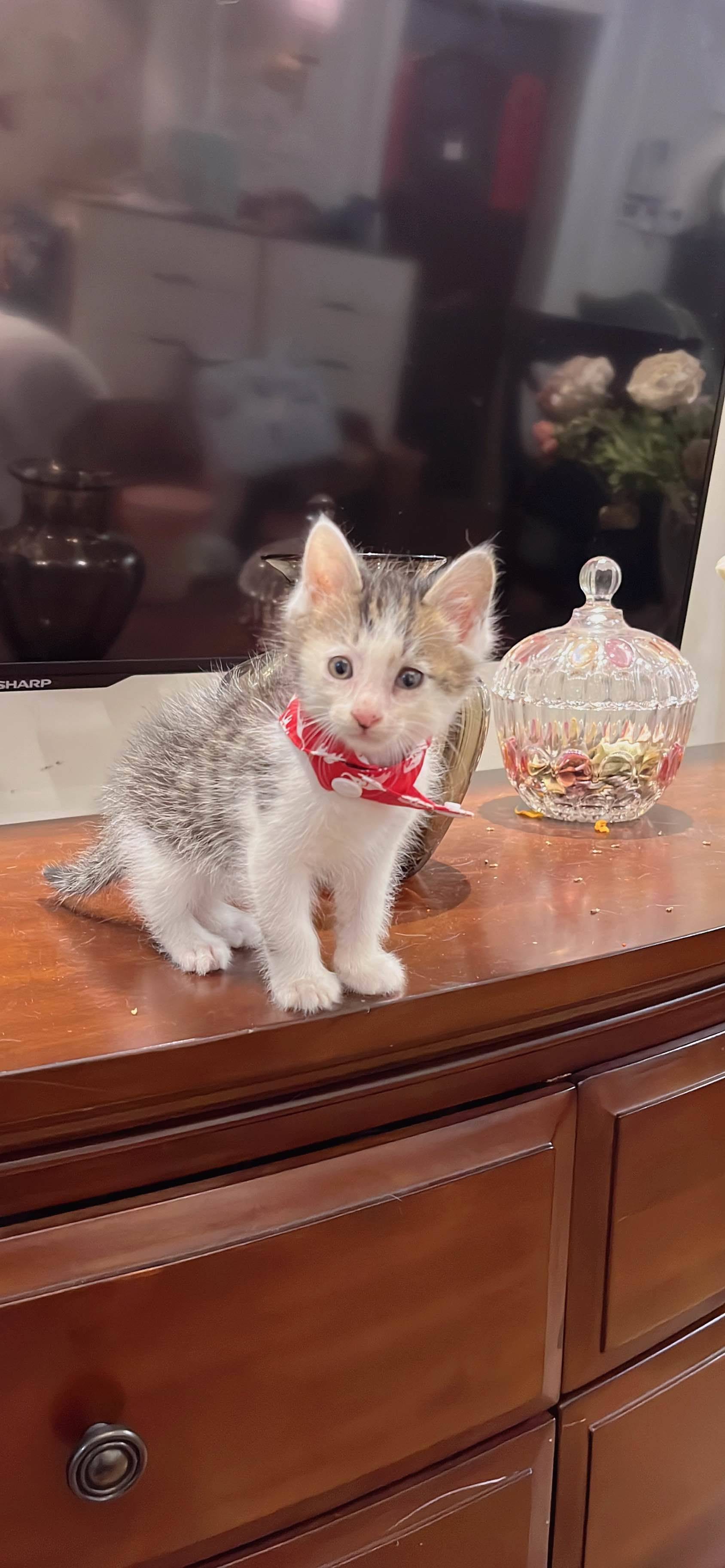 上海领养 狸花猫 弟弟_0