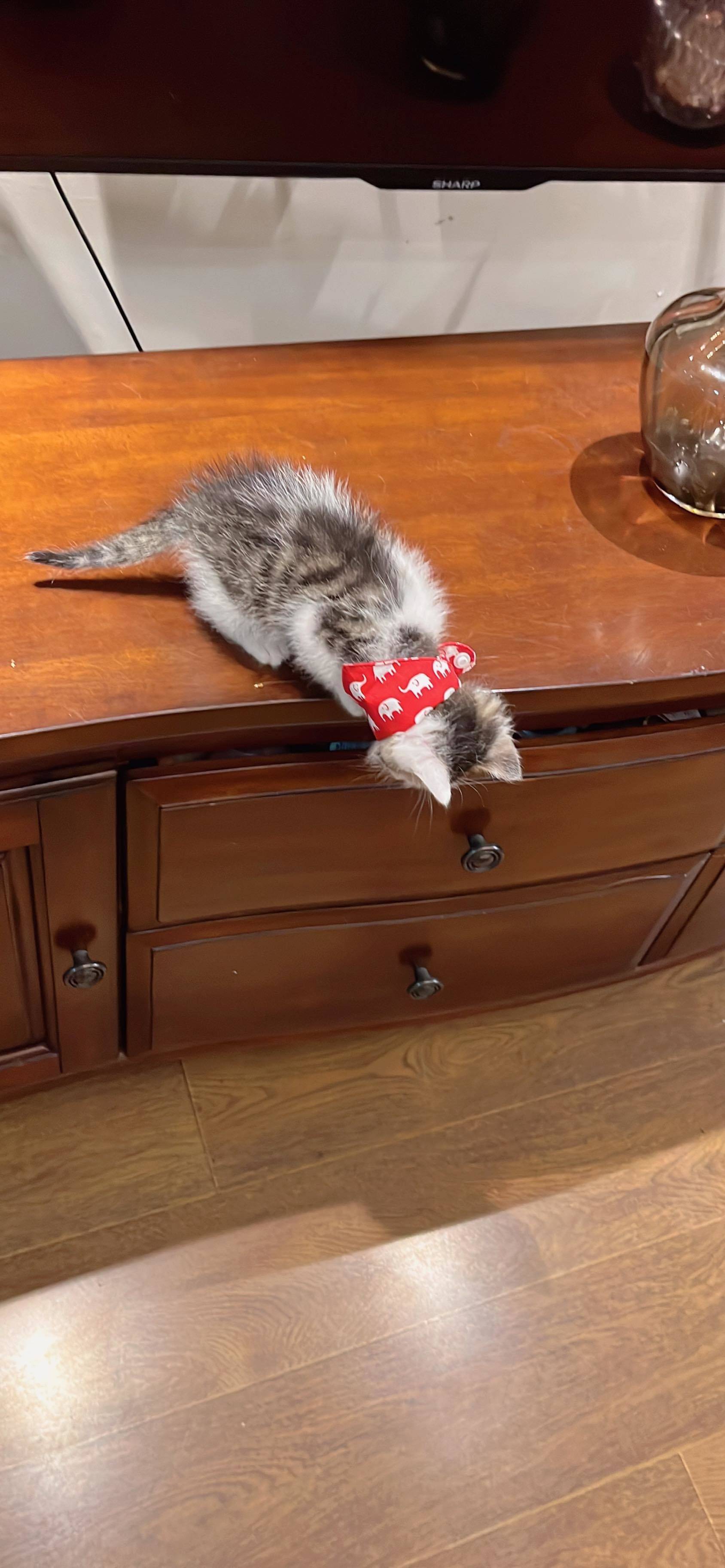 上海领养 狸花猫 弟弟_2